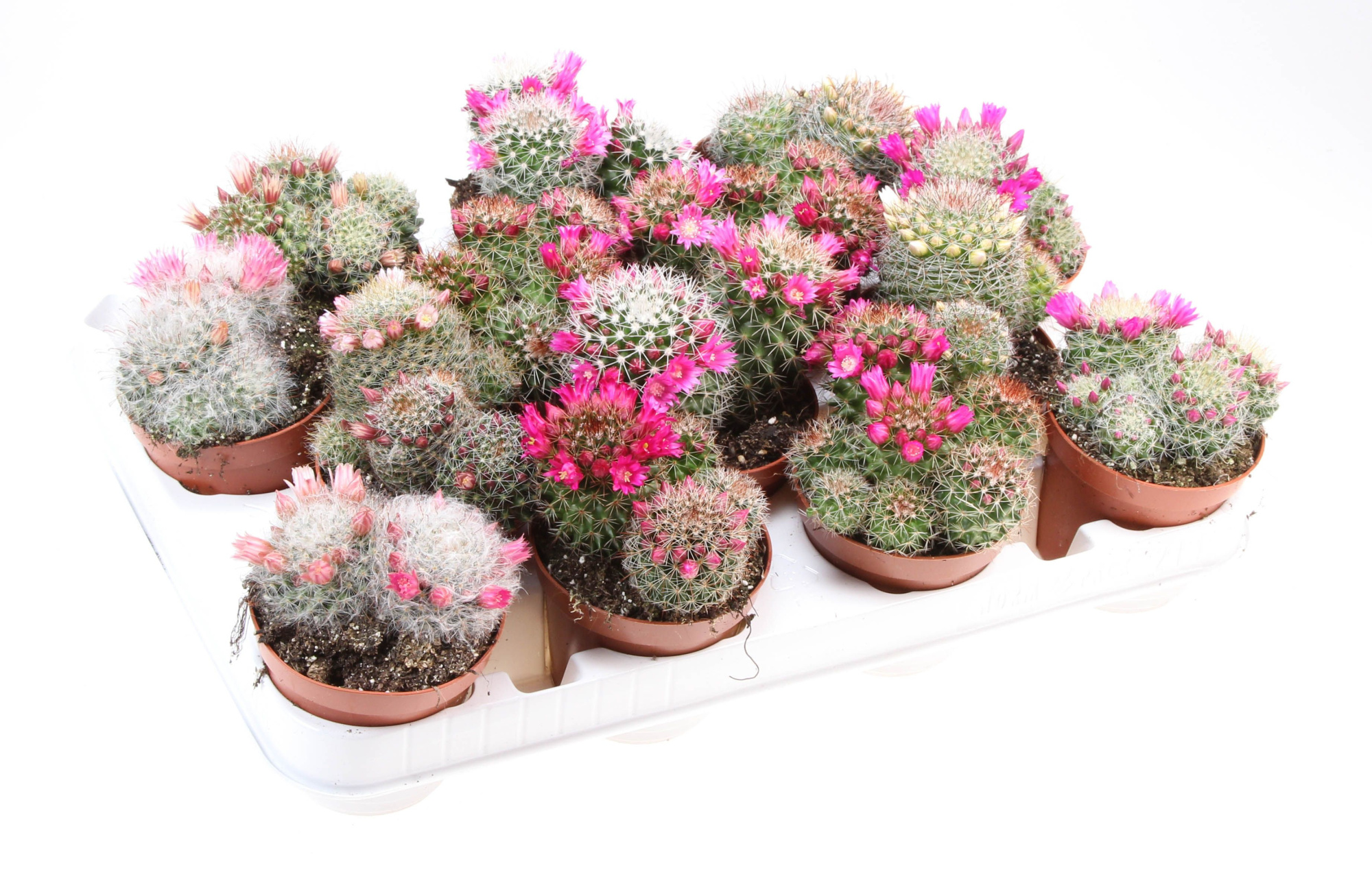Mammillaria bloei mix, D 8,5