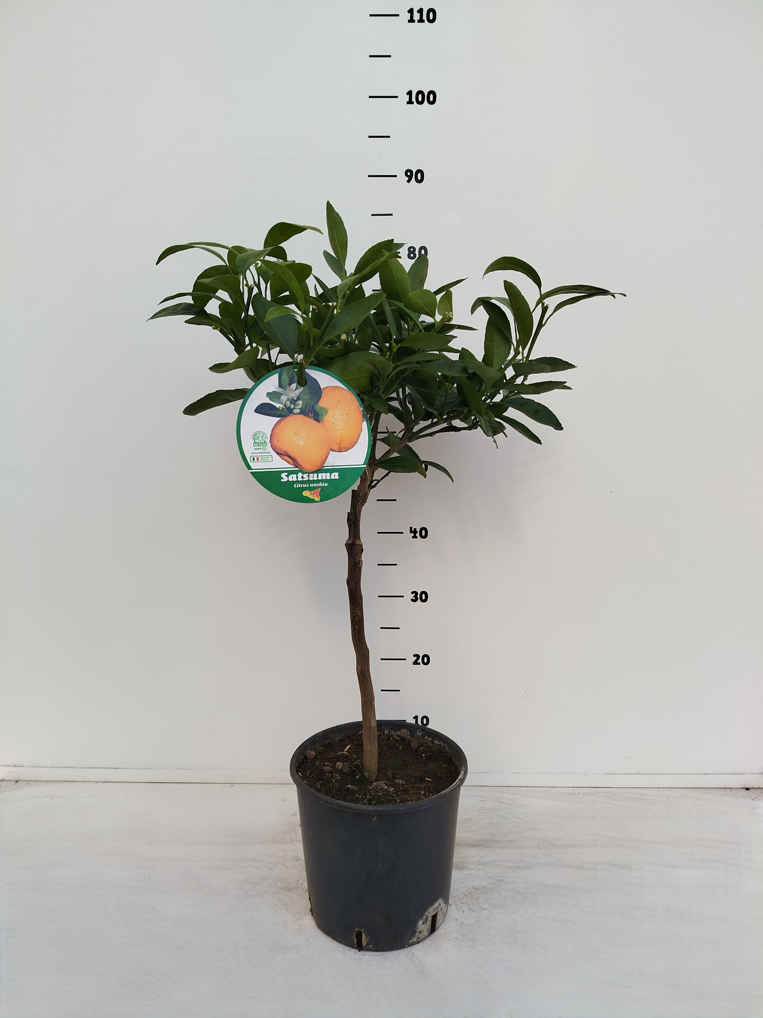 Citrus unshiu Satsuma, D 21