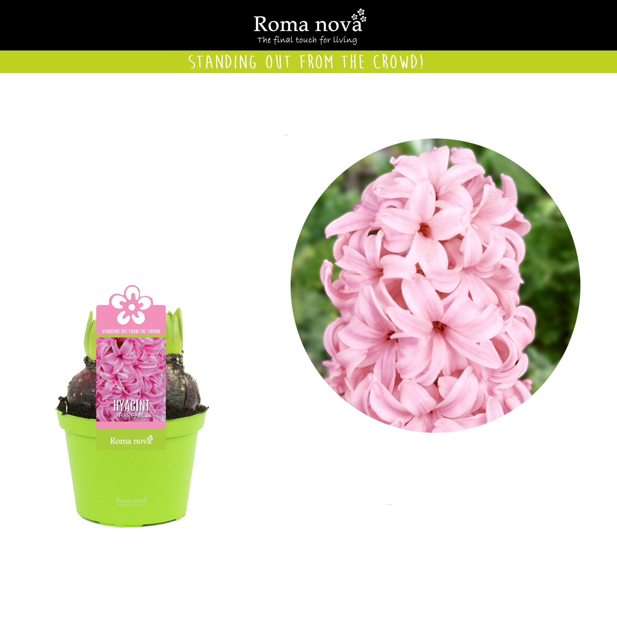 Hyacint Pink Pearl 12cm, D 12