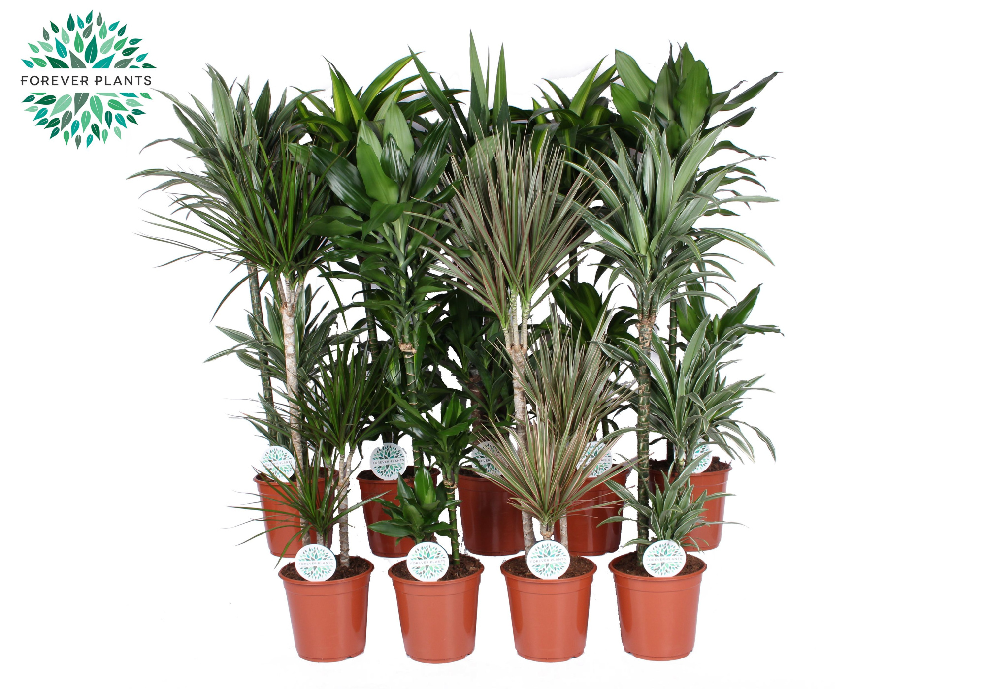 Groen Mix kamerplanten p24, D 24