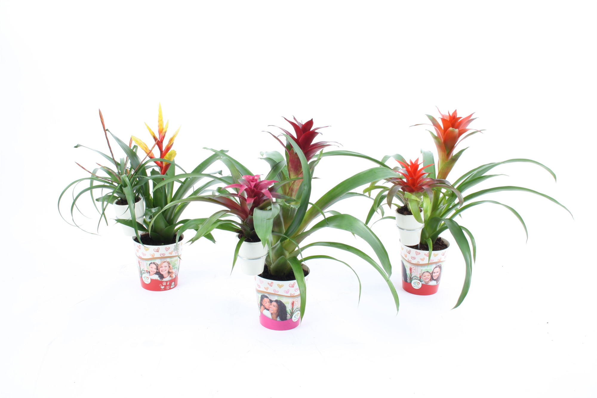 Bromelia mix moeder en kind cover + 6cm Keramiek, D 12