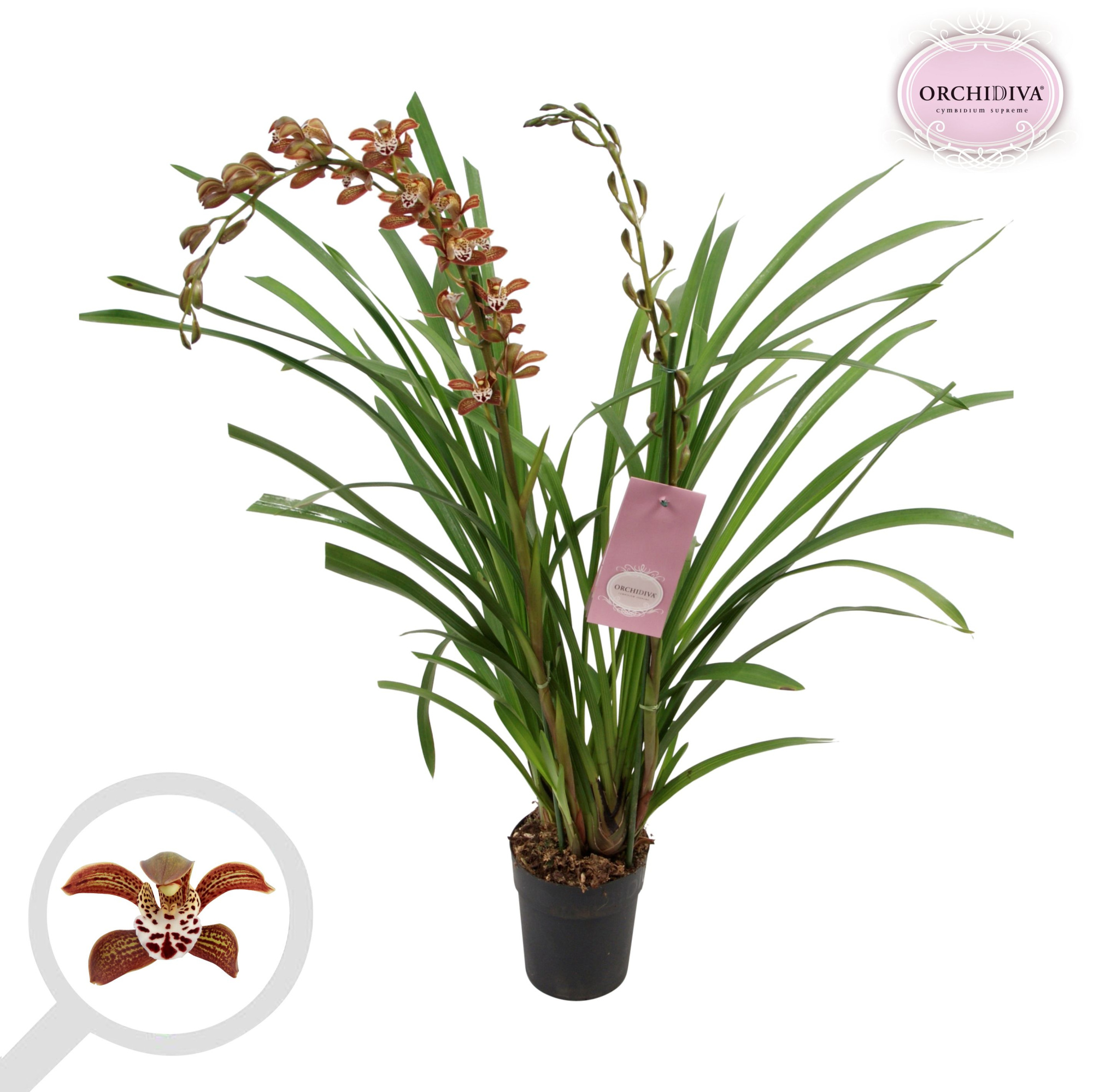 Cymbidium Magic Chocolate 2 tak, D 14