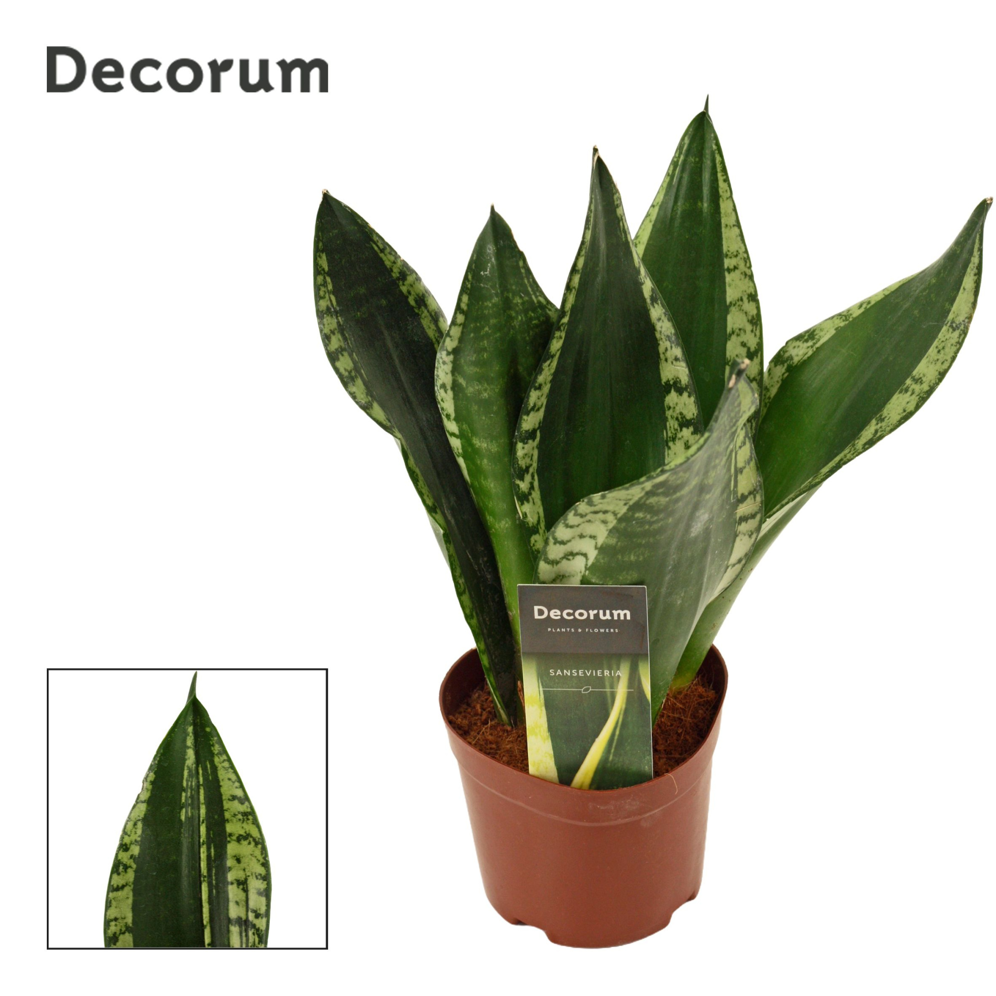 Sansevieria Silver Flame 12 cm (Decorum), D 12