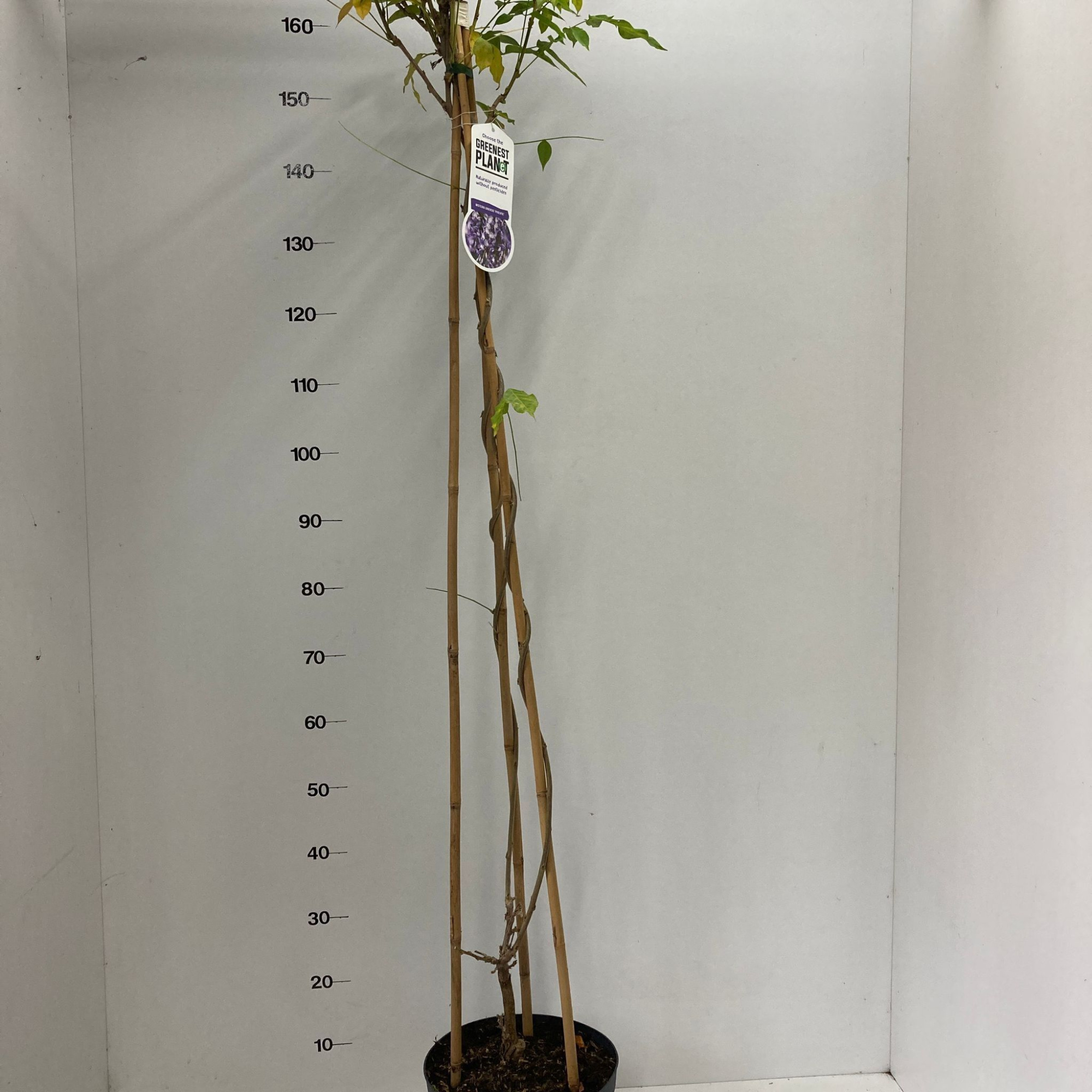 Wisteria sinensis 'Prolific' (piramide), D 26