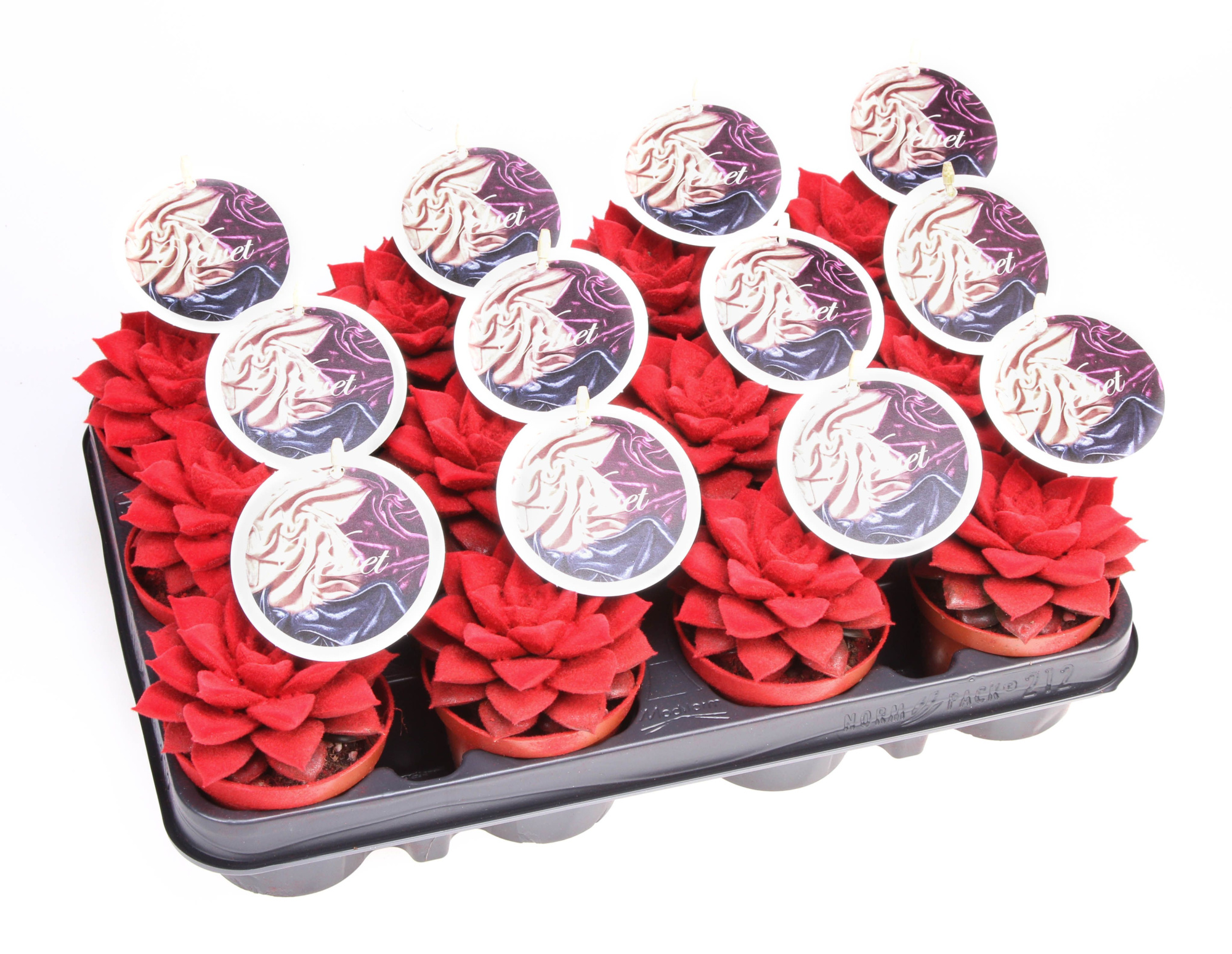 Velvet purper rood + etiket, D 8,5