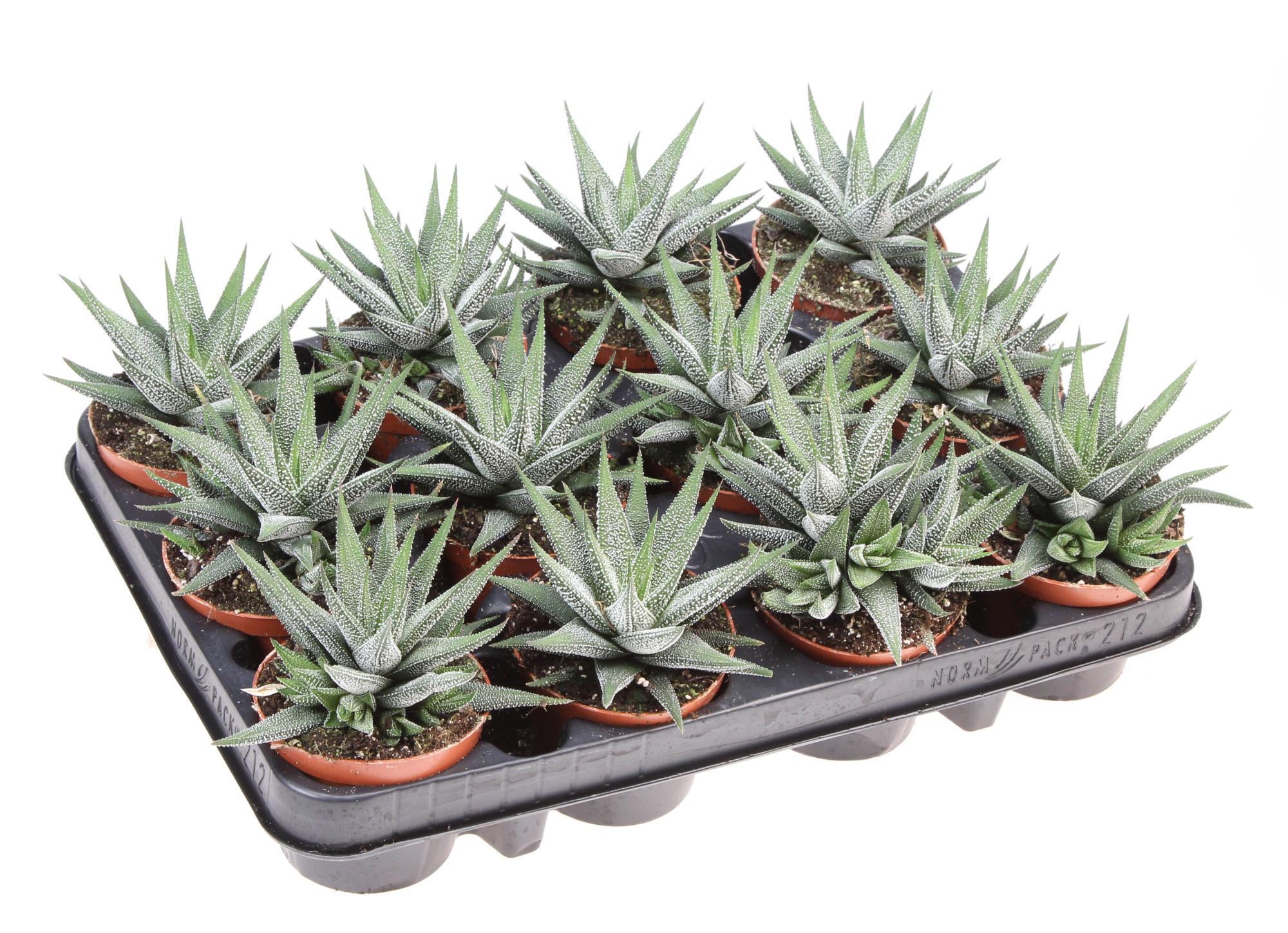 Haworthia fasciata concollor, D 8,5