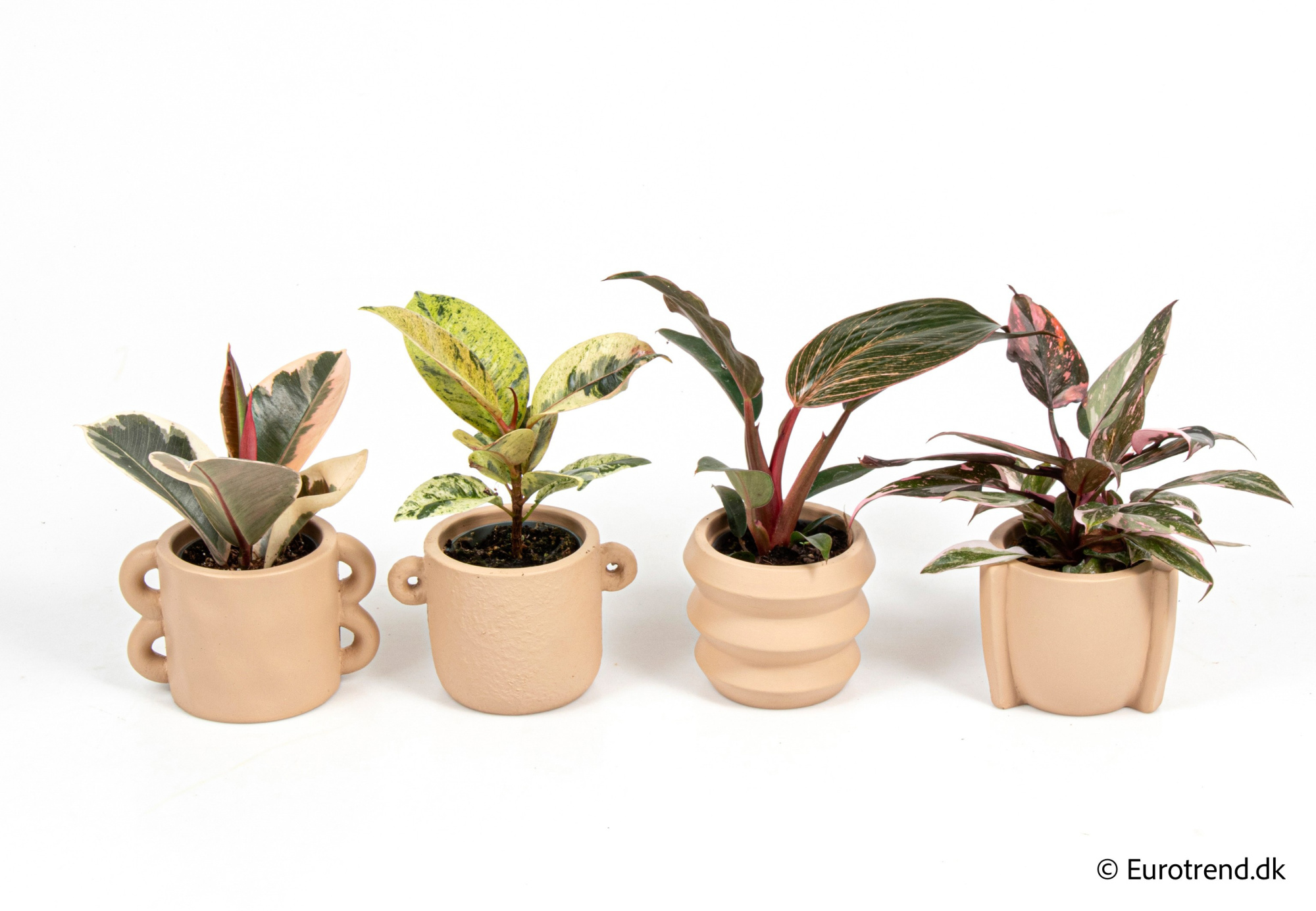 Philodendron mix in New Look ceramic 2026, D 6