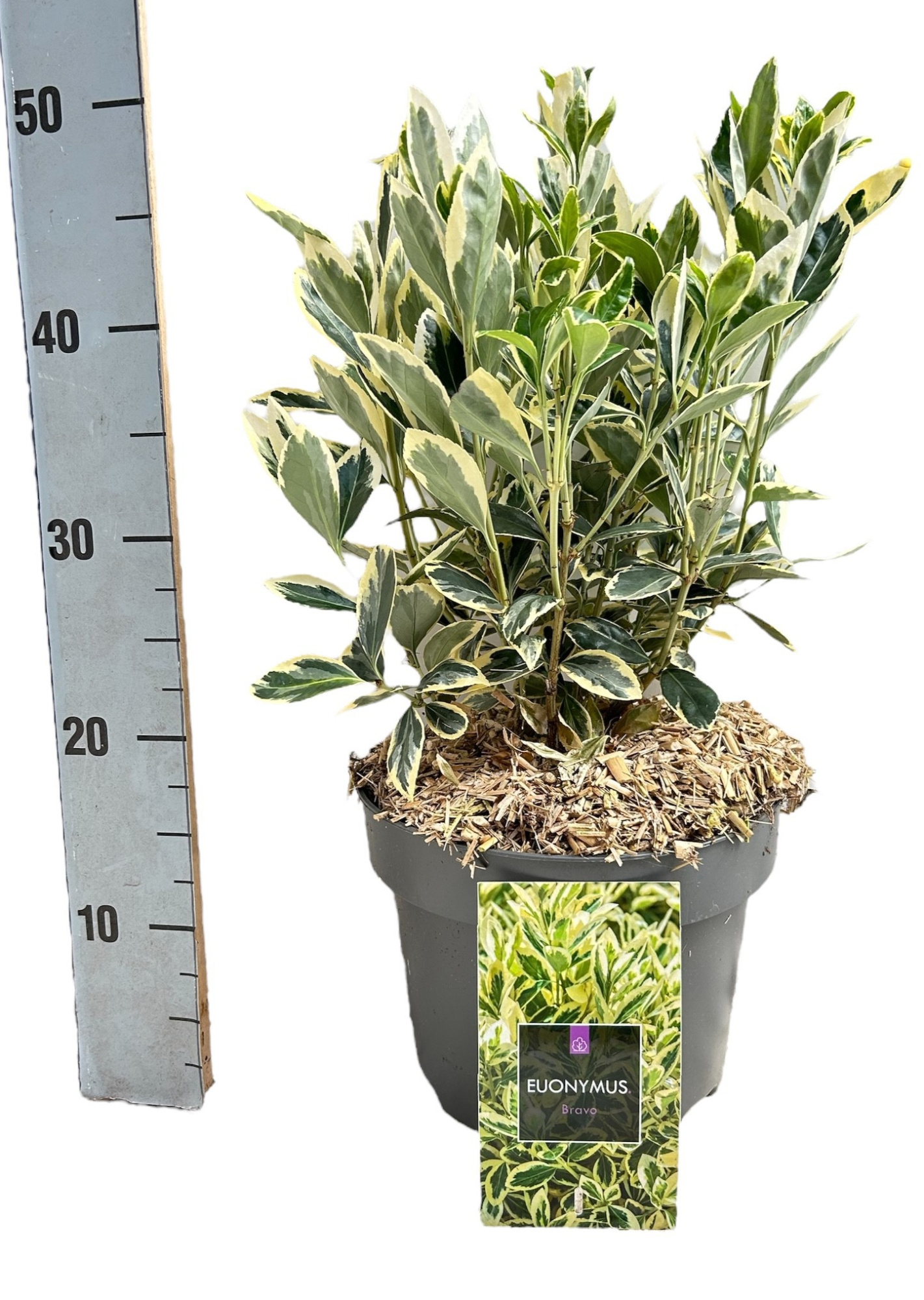 Euonymus japonicus 'Bravo', D 23