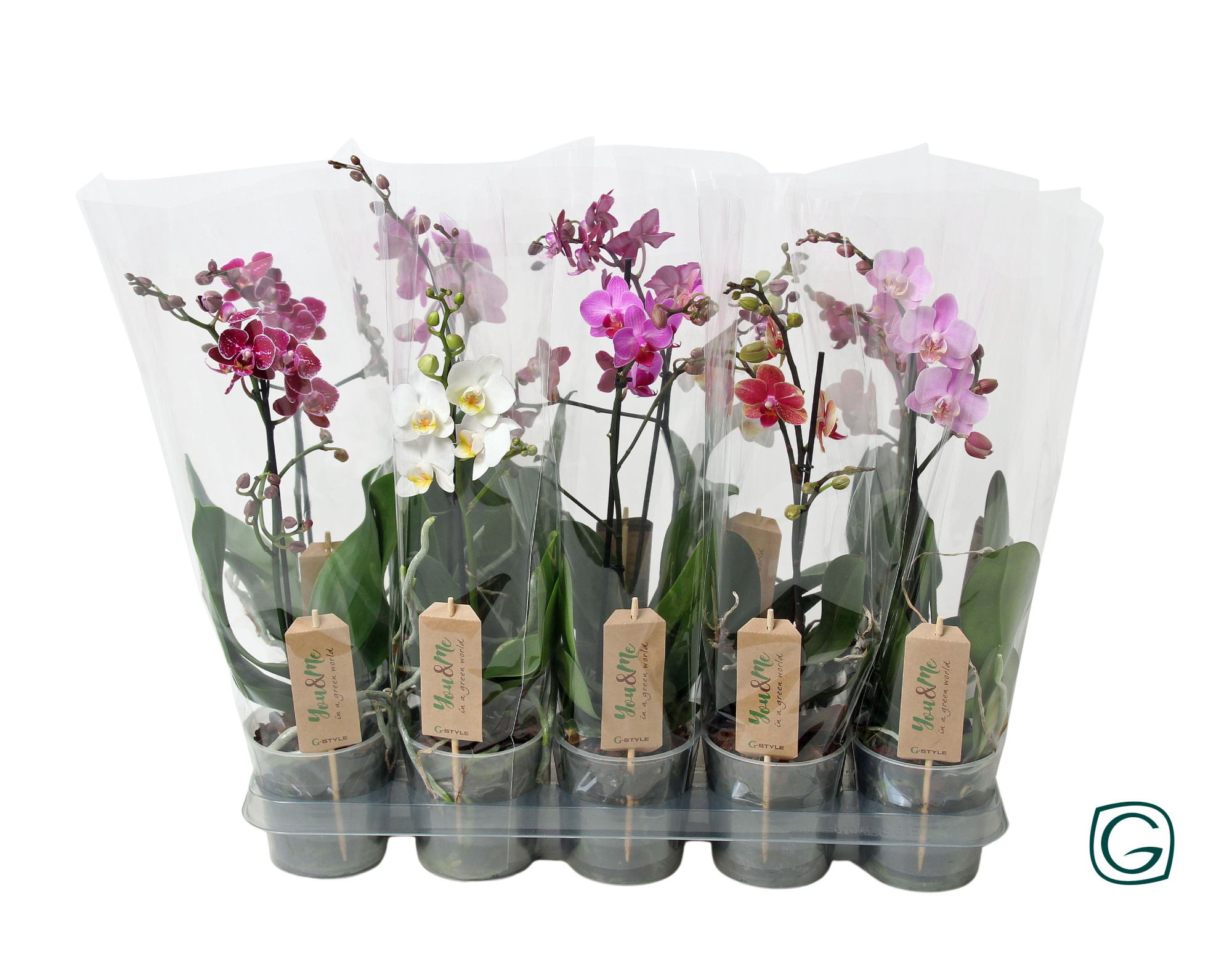 Multiflora 1tk mix, D 12