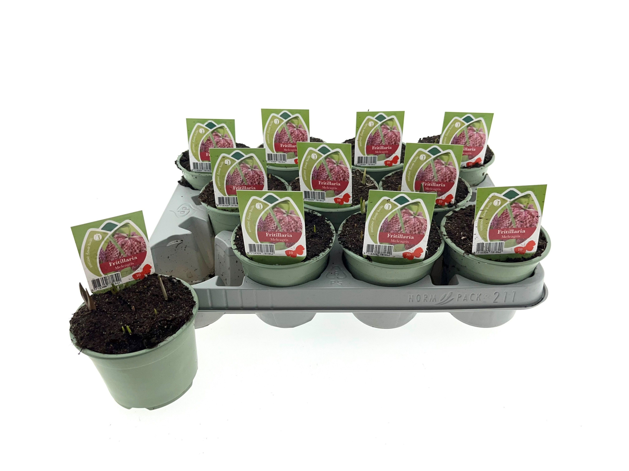 Fritillaria Meleagris 10cm, D 10