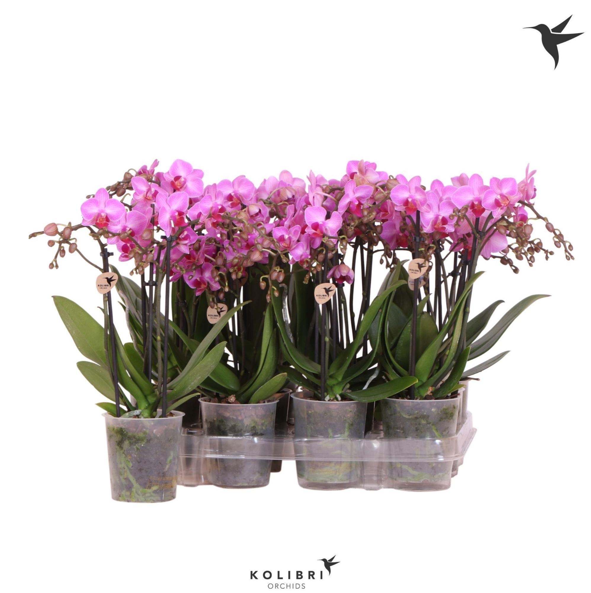 Kolibri Orchids Phalaenopsis Violet 2 spike, D 9