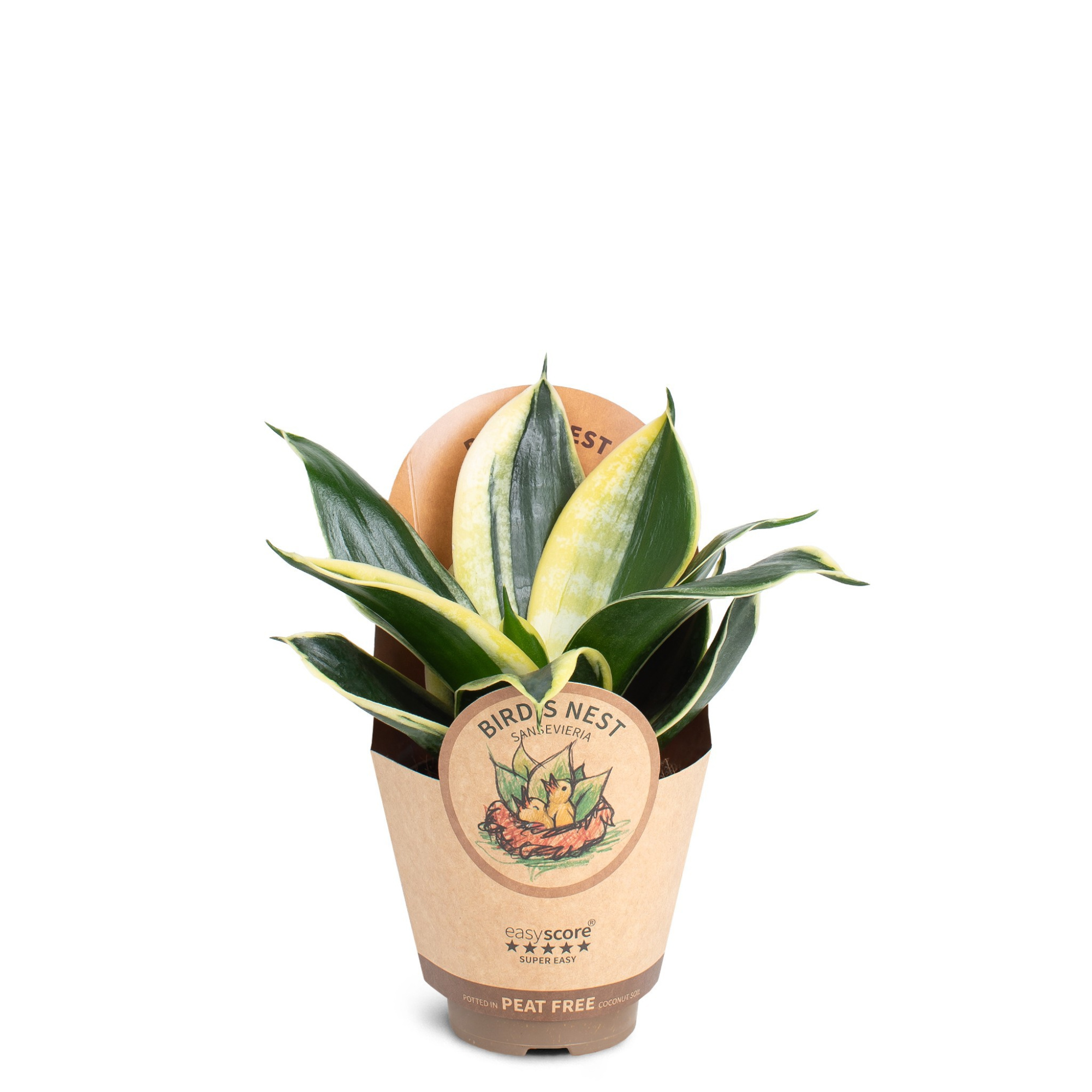 Sansevieria ´Hahnii Pagoda´, D 9