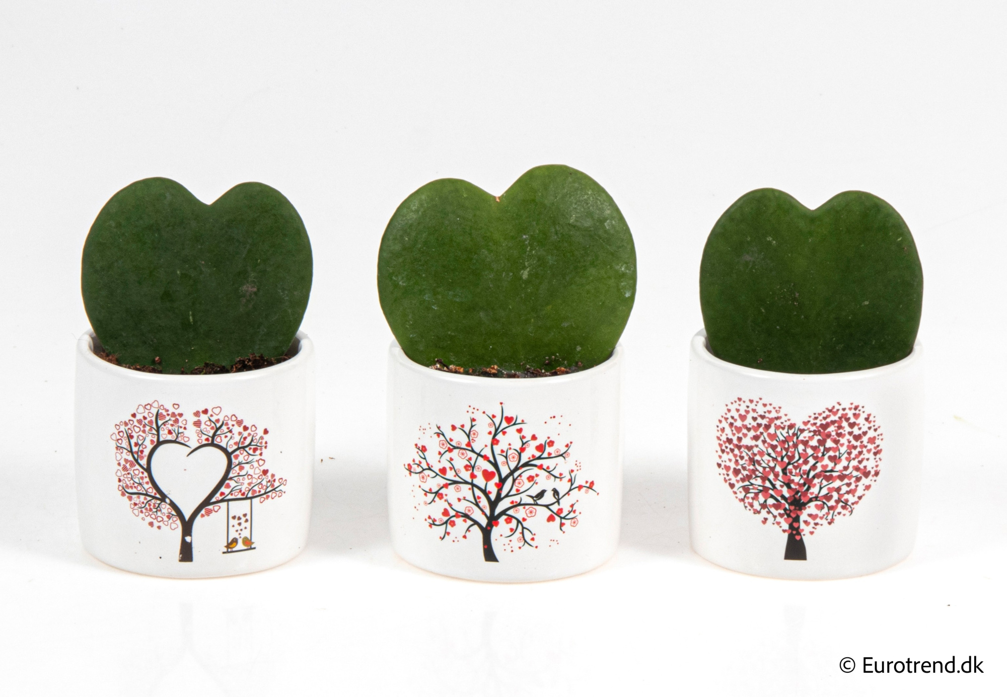 Hoya single heart in Valentine ceramic 2026, D 6