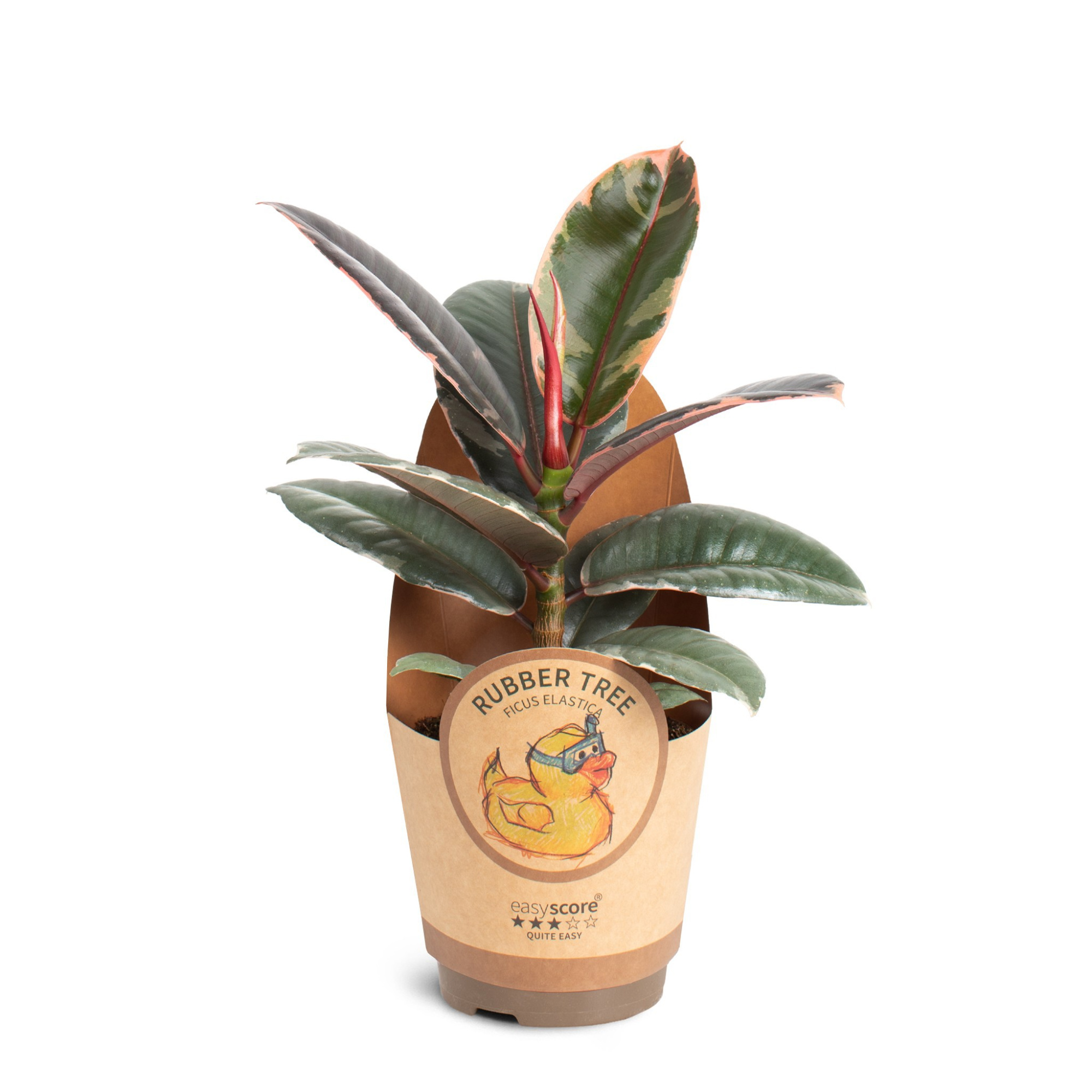 Ficus elastica ´Belize´, D 11