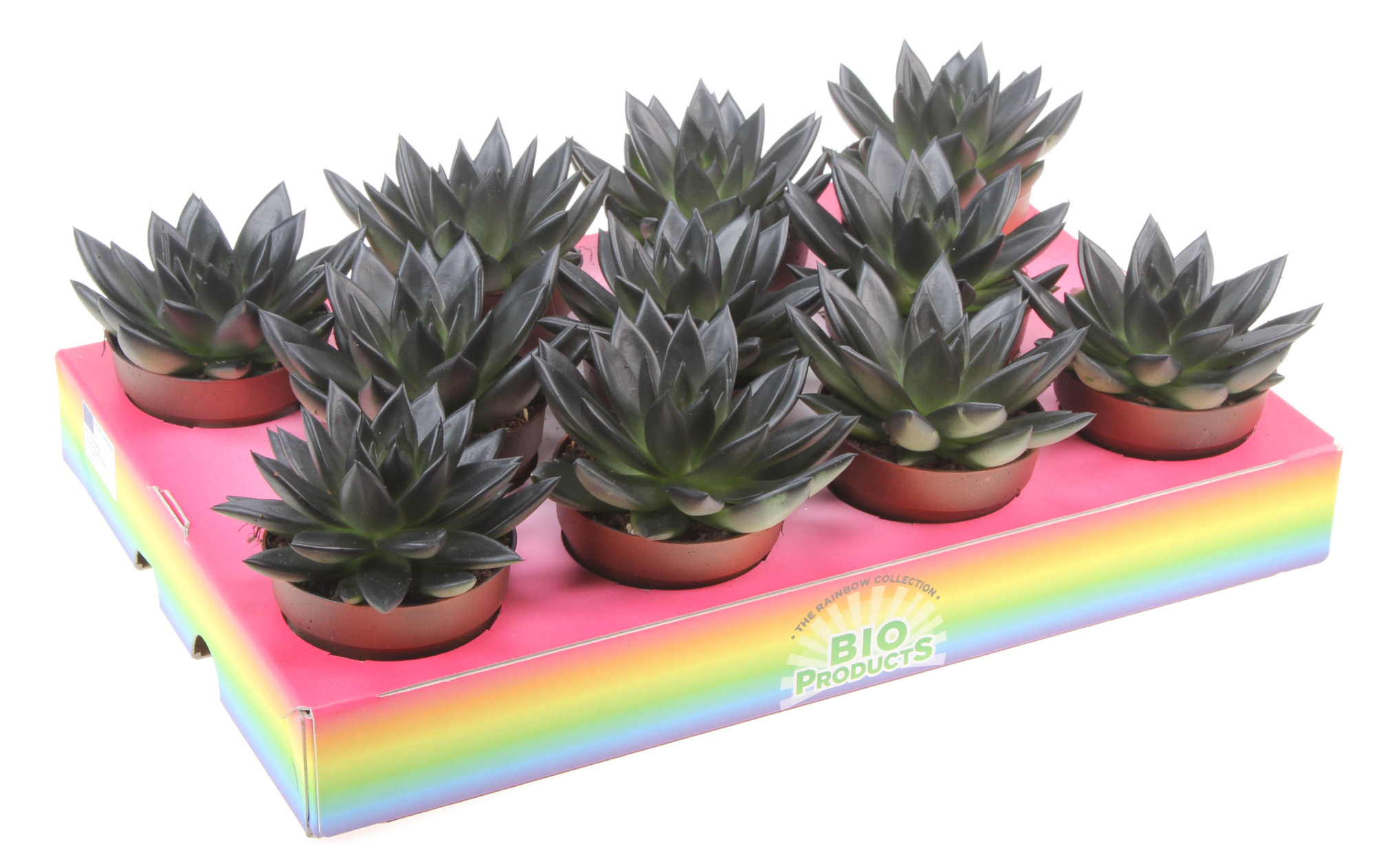 Bio miranda rainbow black, D 8,5