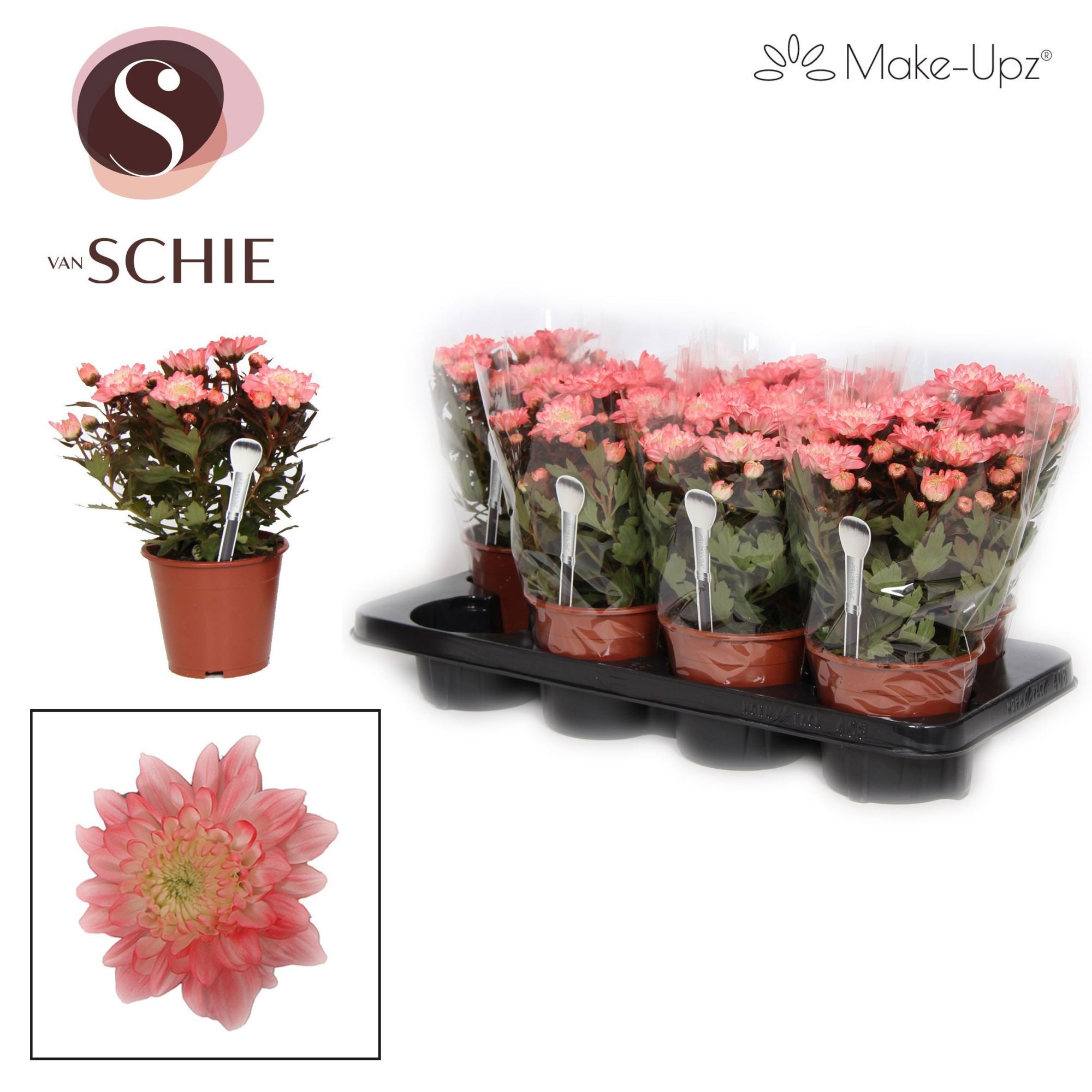 Ch Grandezza Make-Upz® UNO Red, D 13