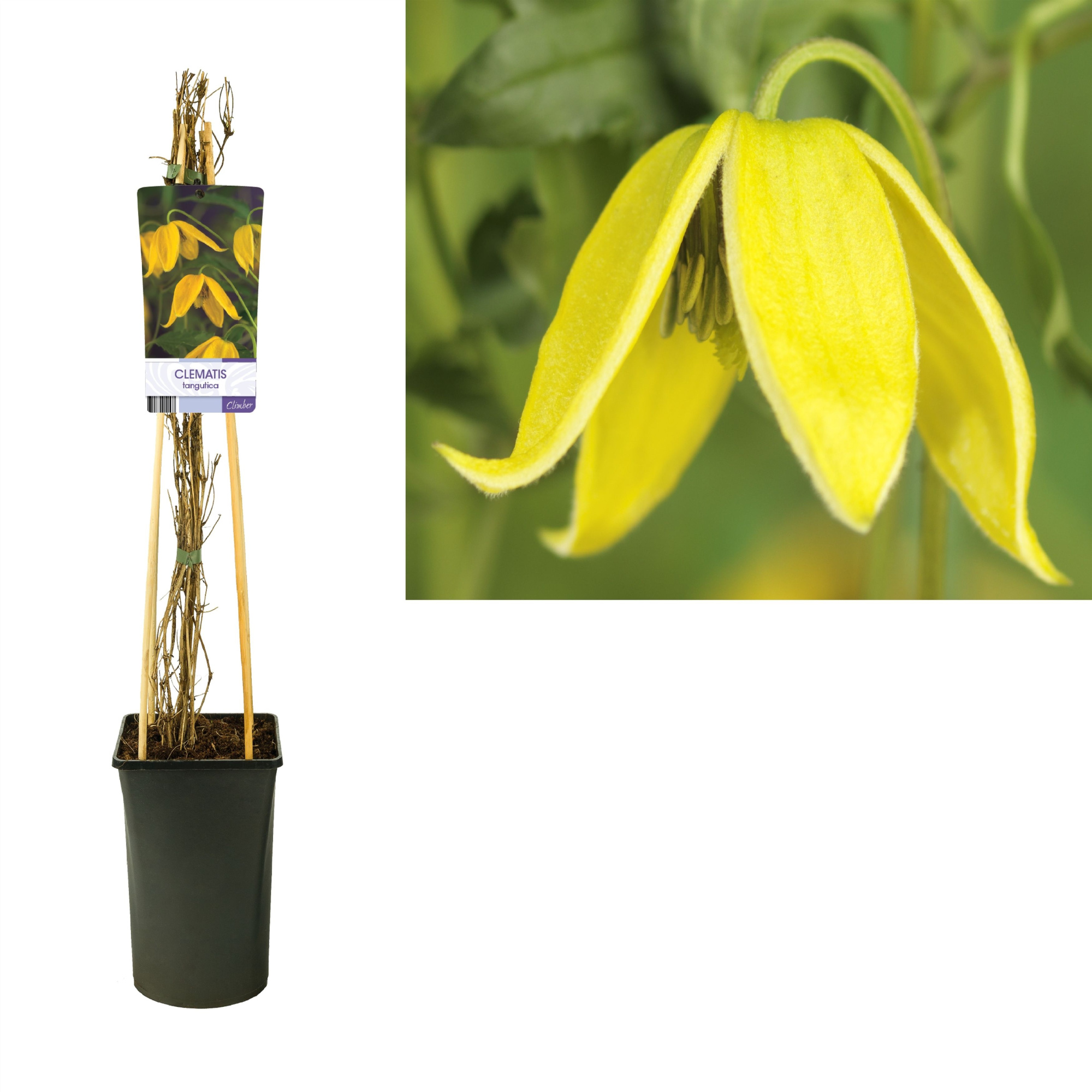 Clematis tangutica +light label, D 17