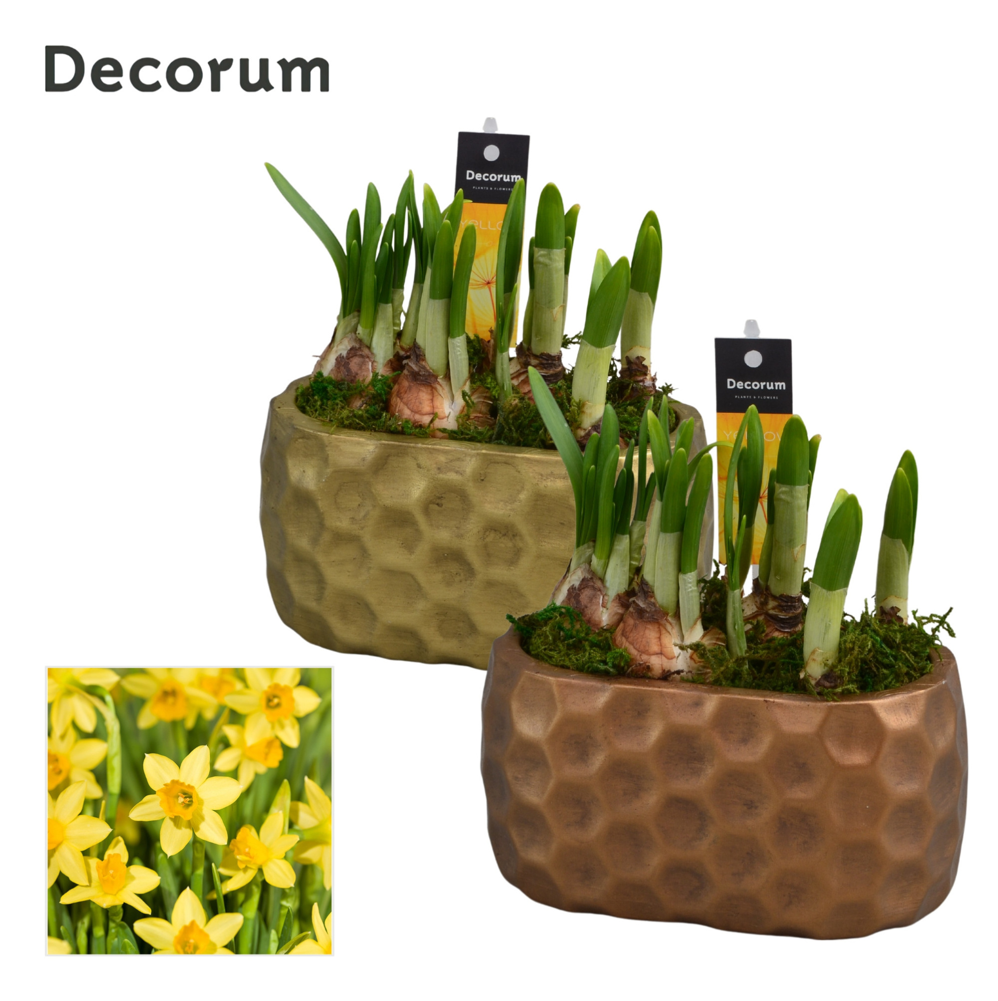 Narcis Rava HL15333N, D 15