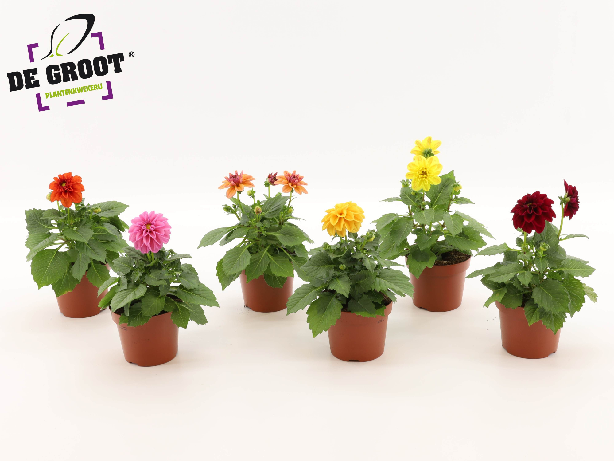 Dahlia (MIX PER LAAG OF PER KAR), D 12