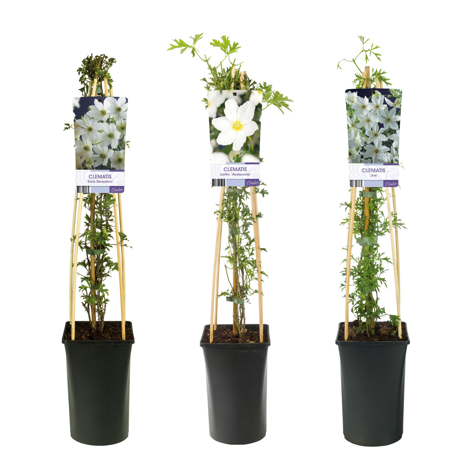 Mixtray Clematis evergreen +light label, D 17