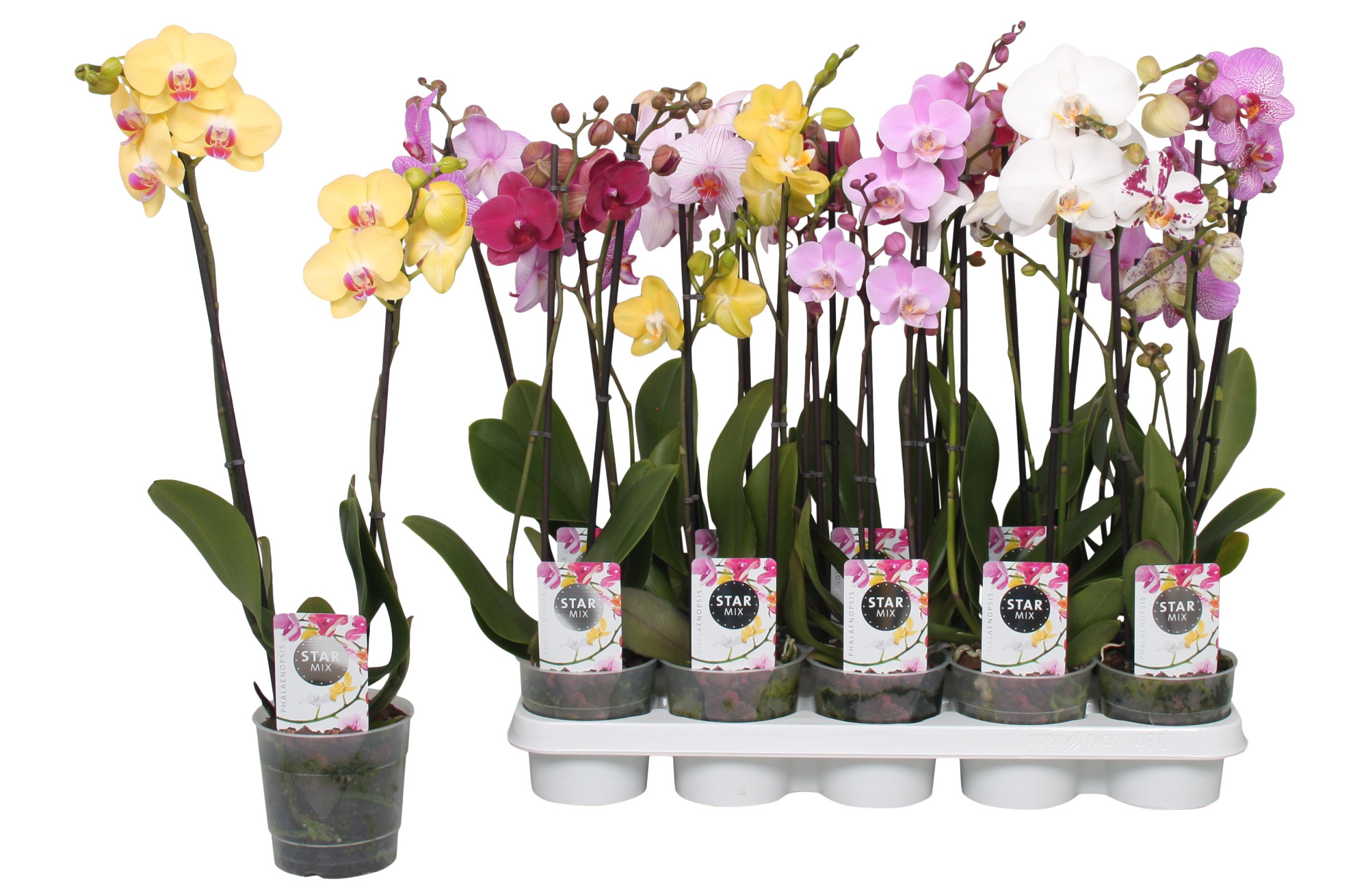 Phalaenopsis Star Mix, 2-spike 12+, D 12