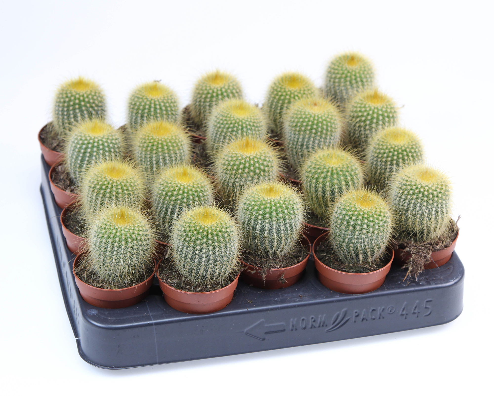 Eriocactus Leninghausii E, D 5,5