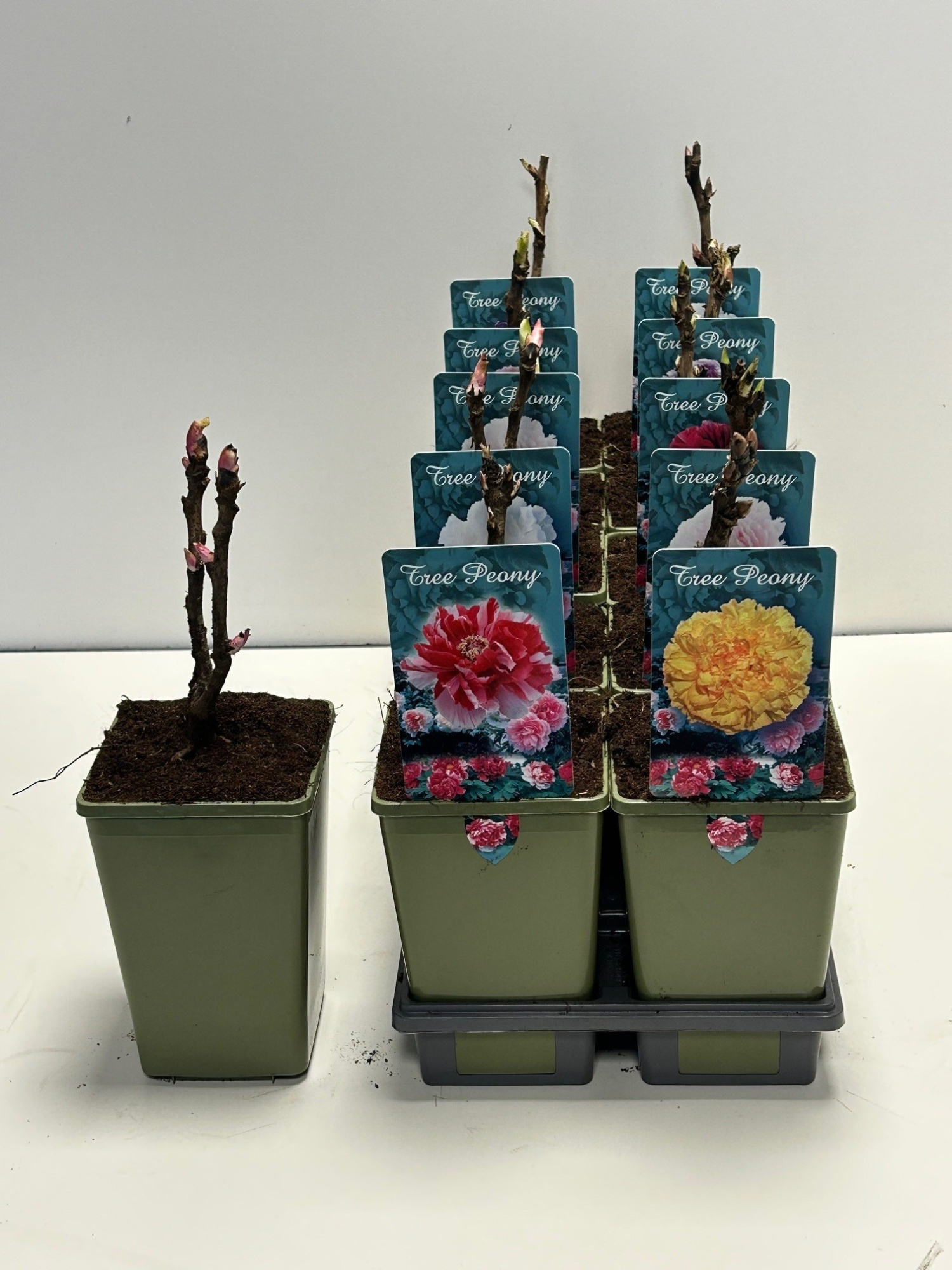 Paeonia suffruticosa, D 11