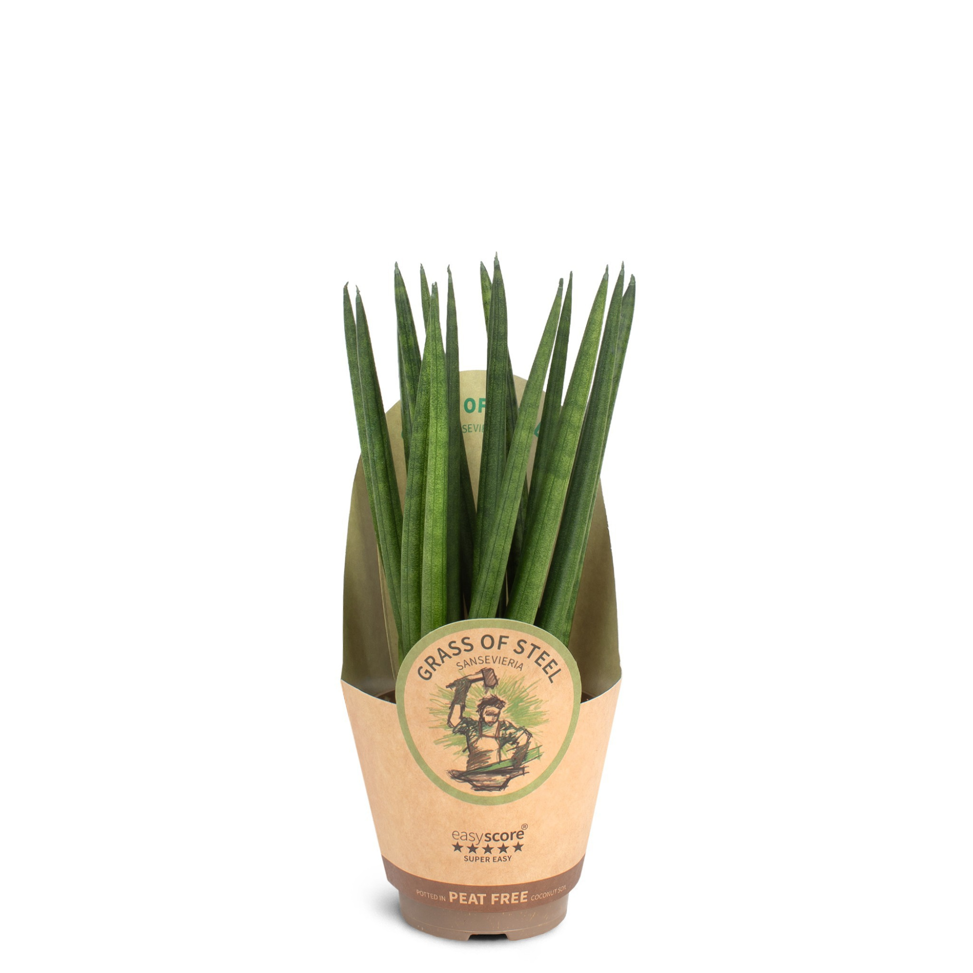 Sansevieria cylindrica Spaghetti, D 9