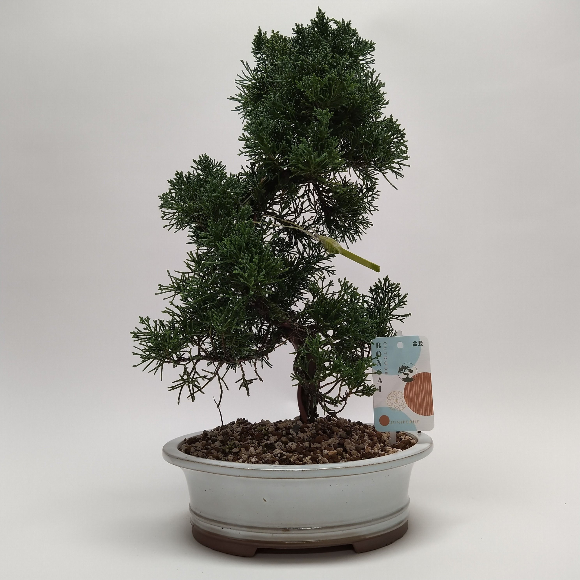 Juniperus Kishu S-shape Bonsai 22 cm (herkomst: Japan), D 22