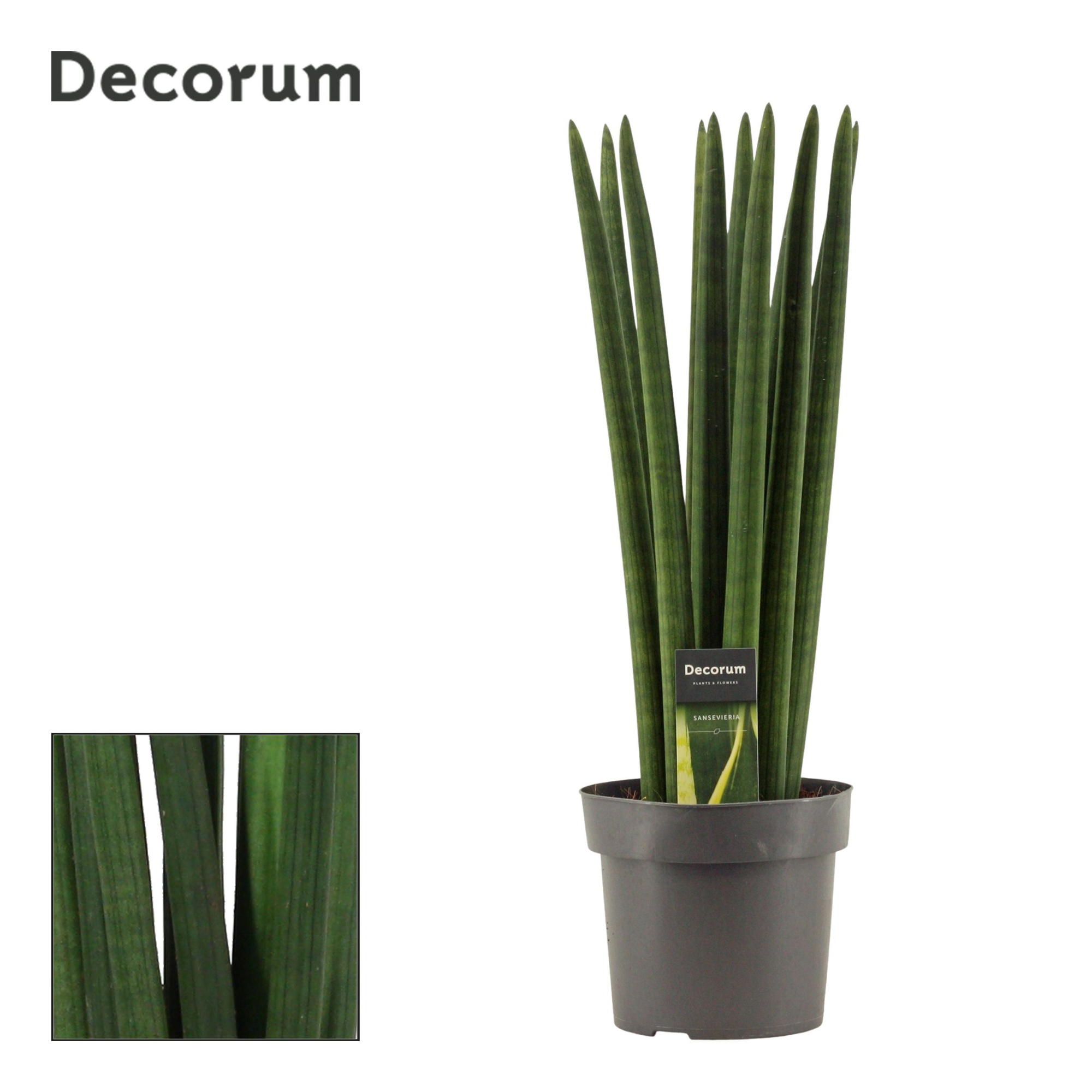 Sansevieria Cylindrica 17 cm Straight (Decorum), D 17