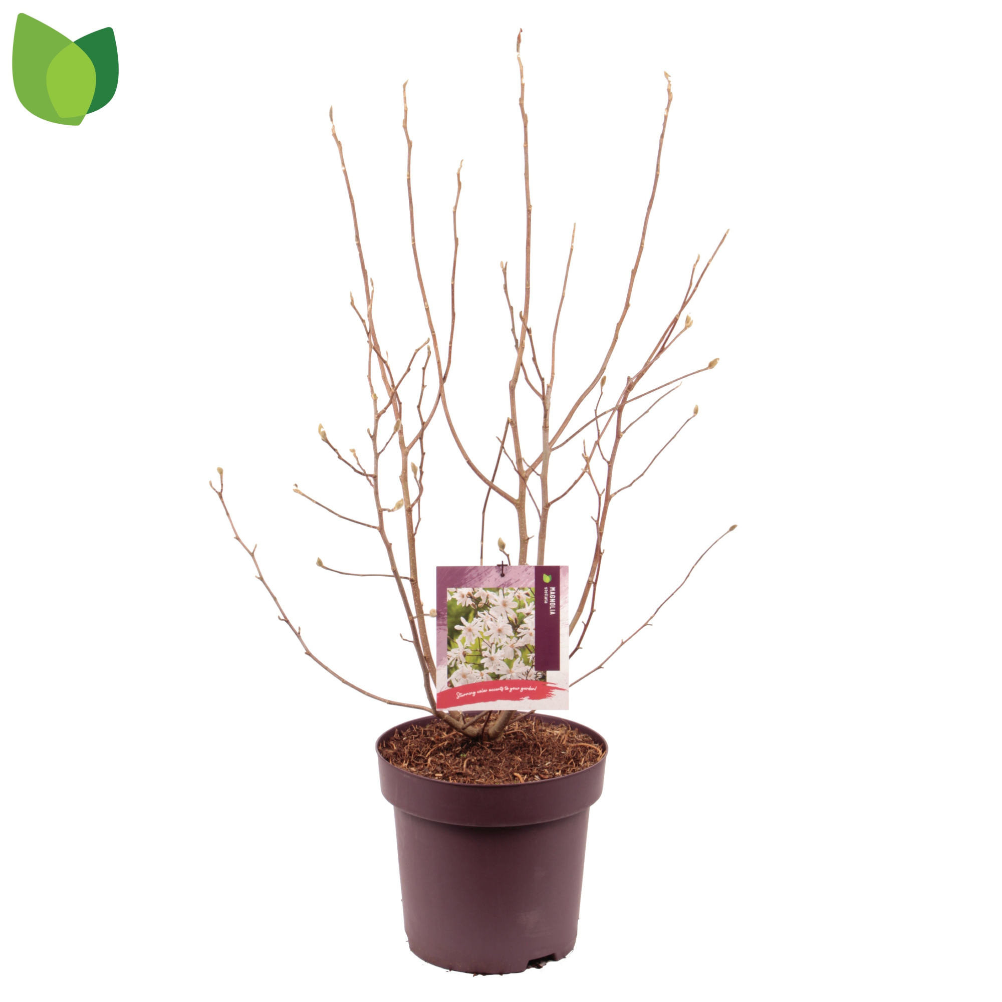 Magnolia stellata C13/P31, D 31