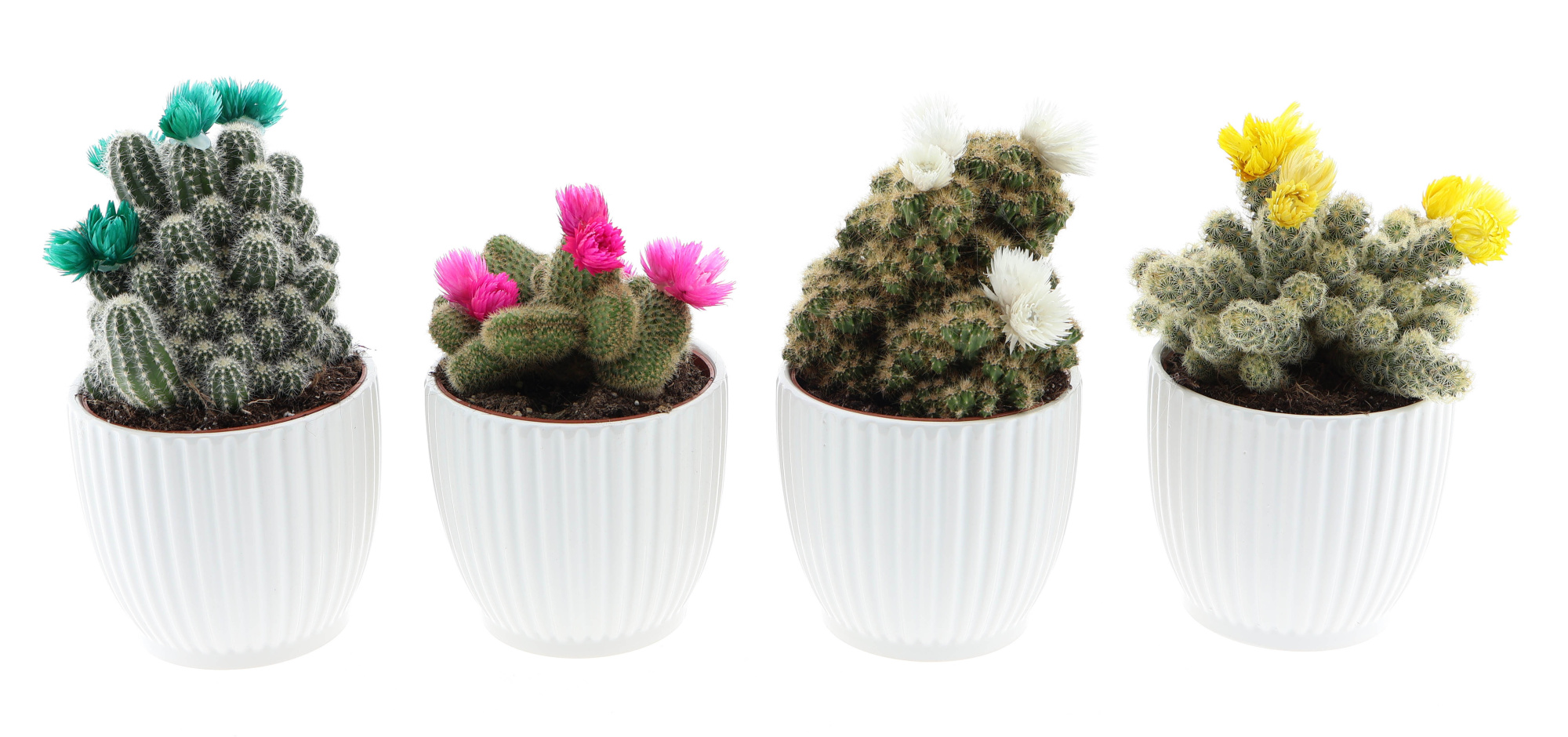 Design pot cactus strobloem, D 12