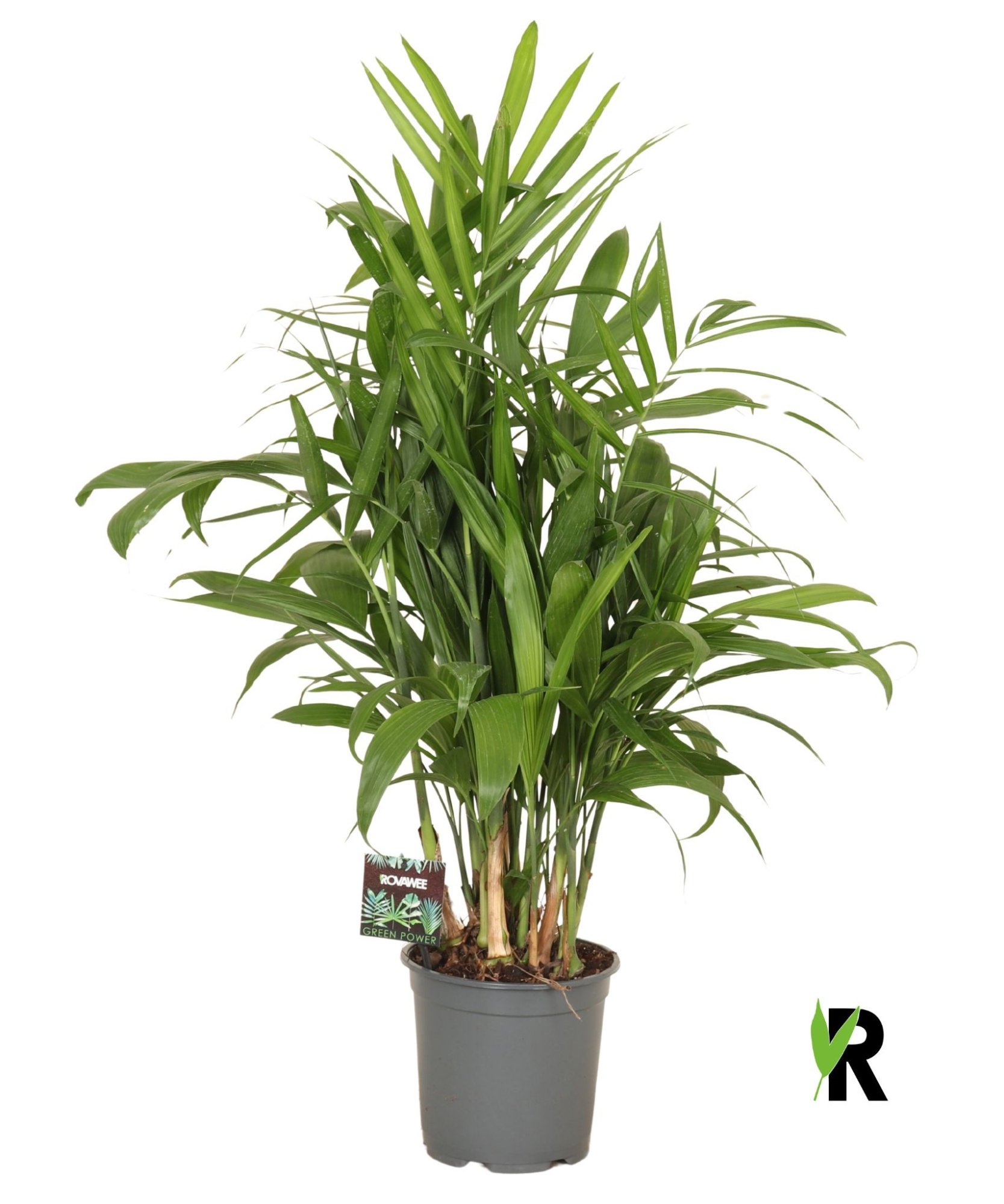 Chamaedorea Seifrizii, D 19