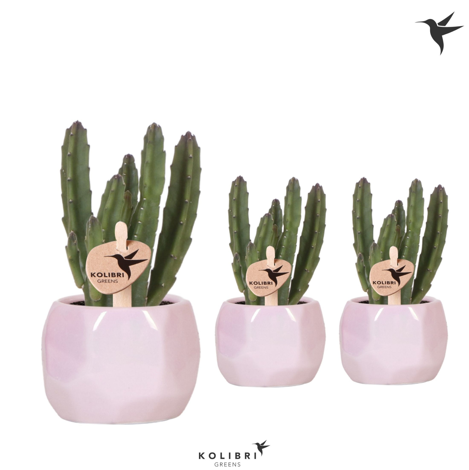 Kolibri Greens Stapelia Leendertziae in Pearl pot pink, D 6