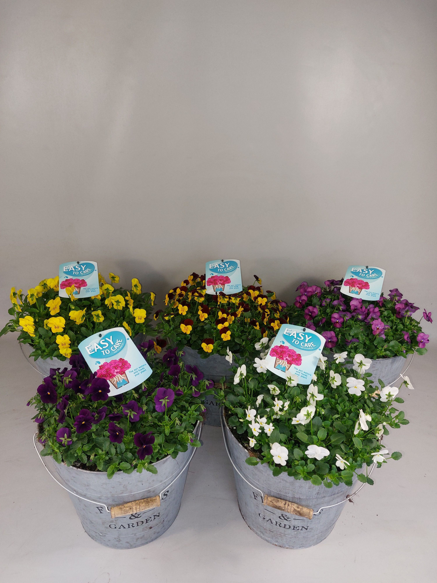 Viola in zinken emmer p29, D 29