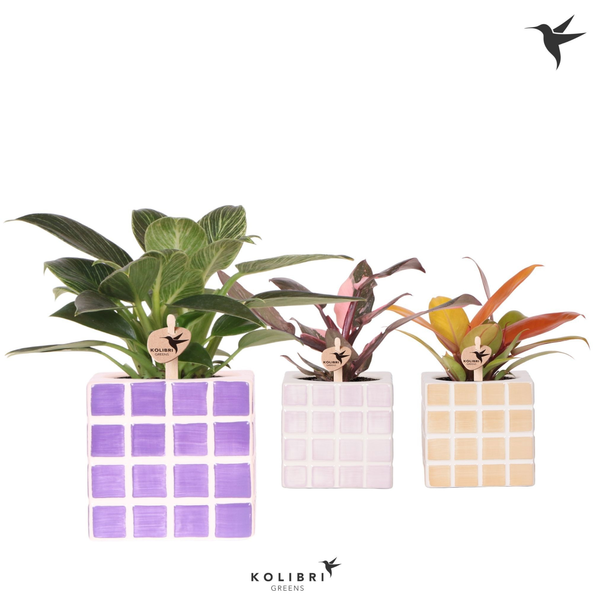 Kolibri Greens Philodendron mix in Mosa pot pink mix, D 9