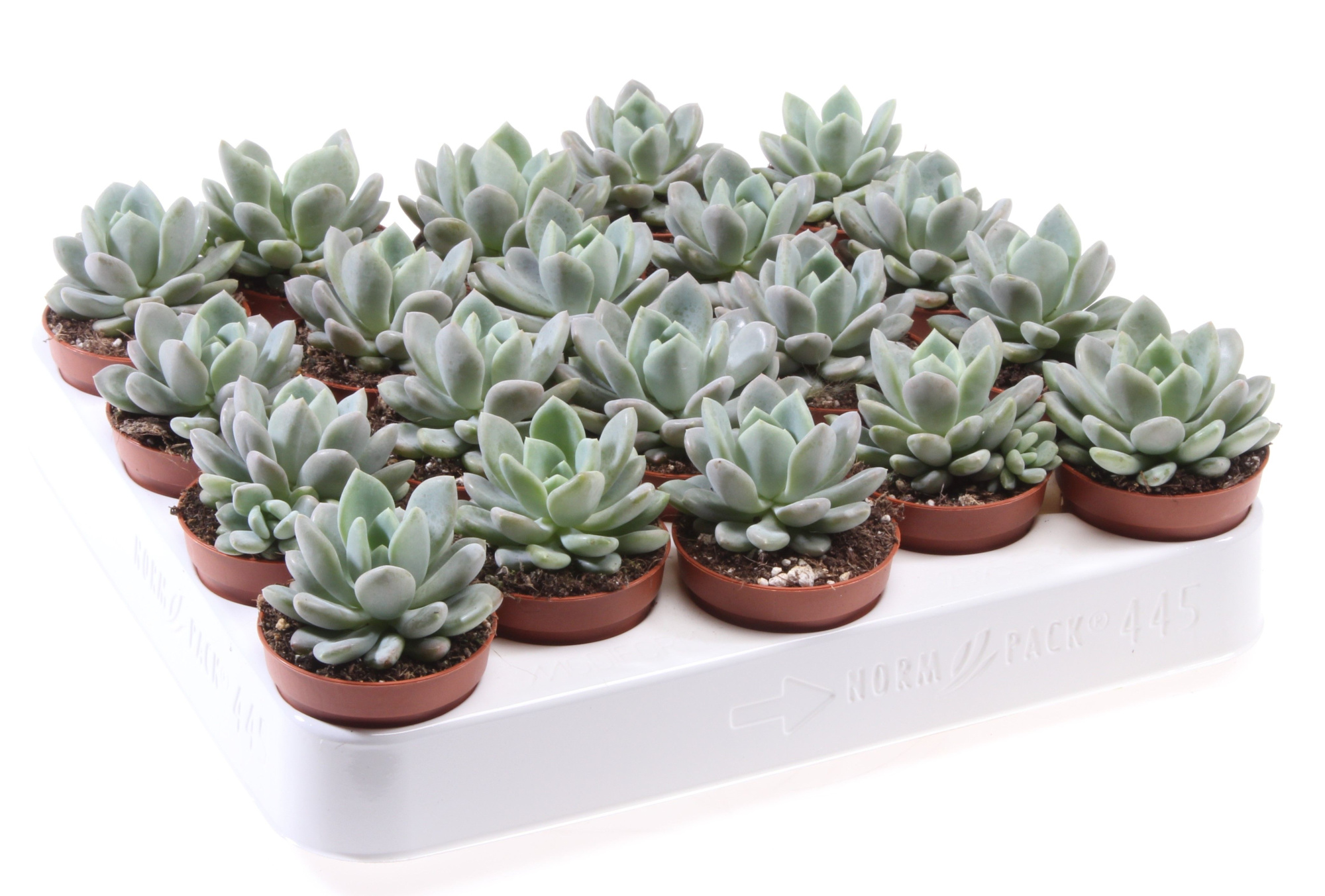 Echeveria scheideckerii, D 5,5