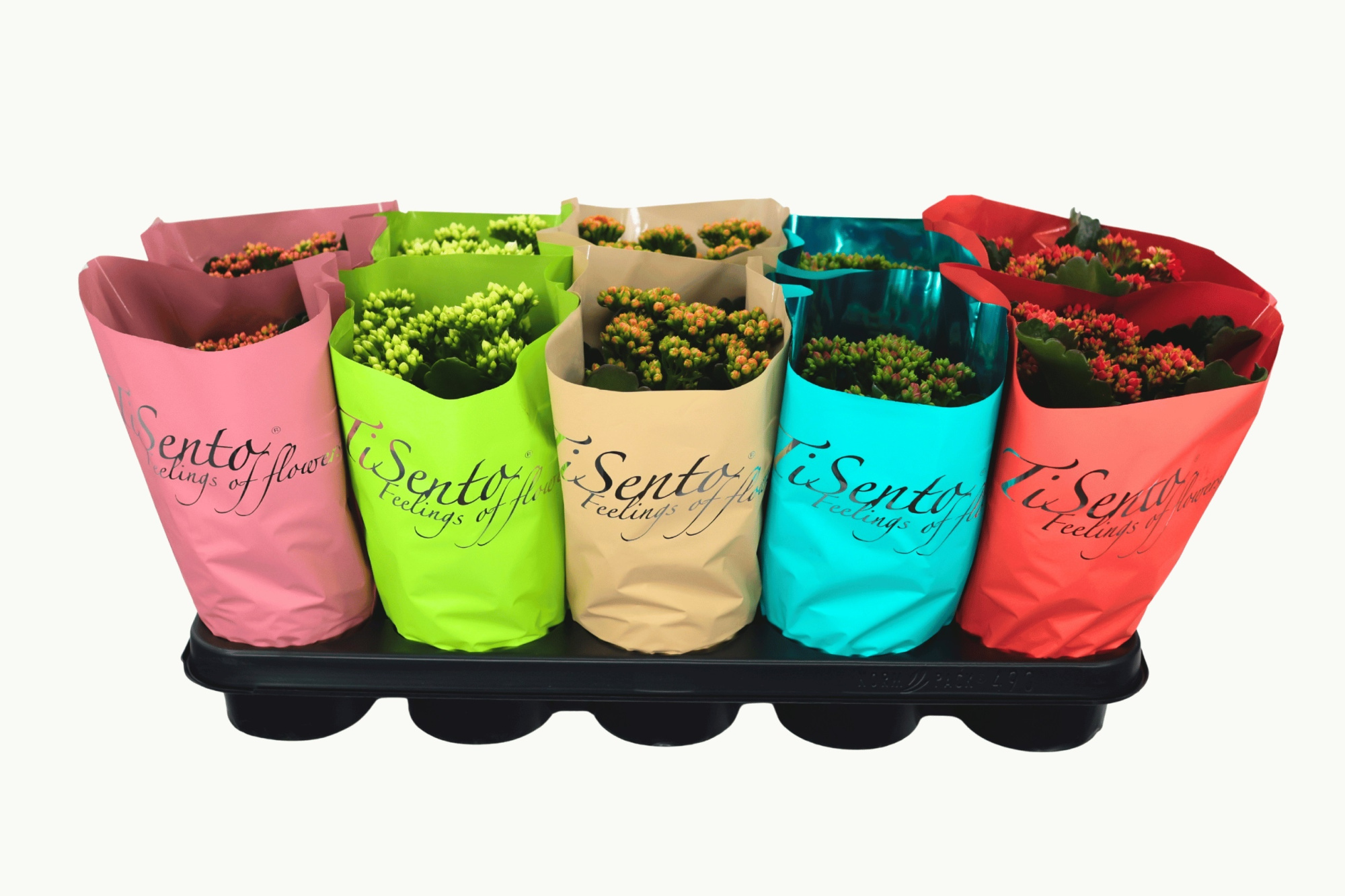 Calandiva 12 cm - Augustus Mix, D 12