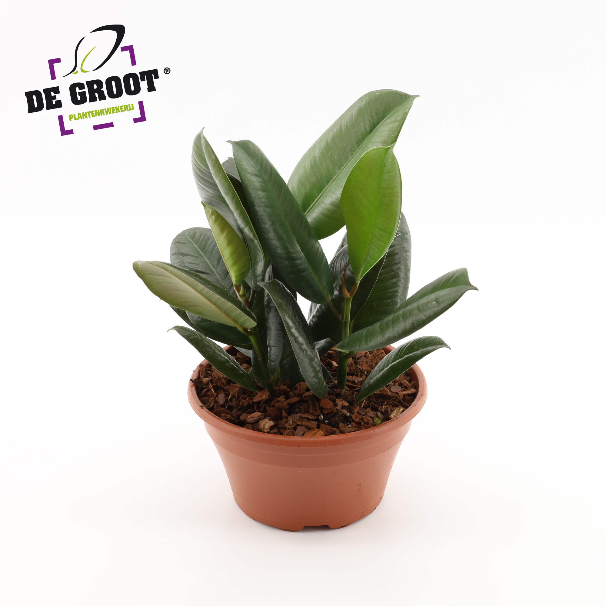 Ficus elastica 'Robusta', D 23