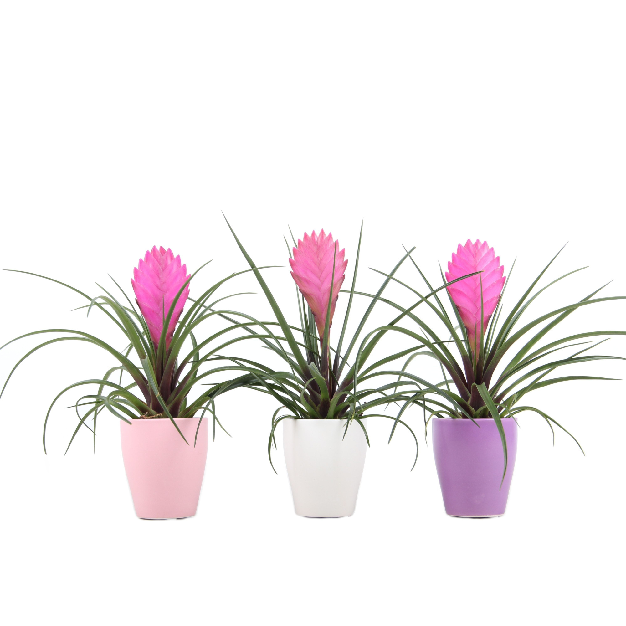 Tillandsia Cyanea in Max Mix pastel, D 7