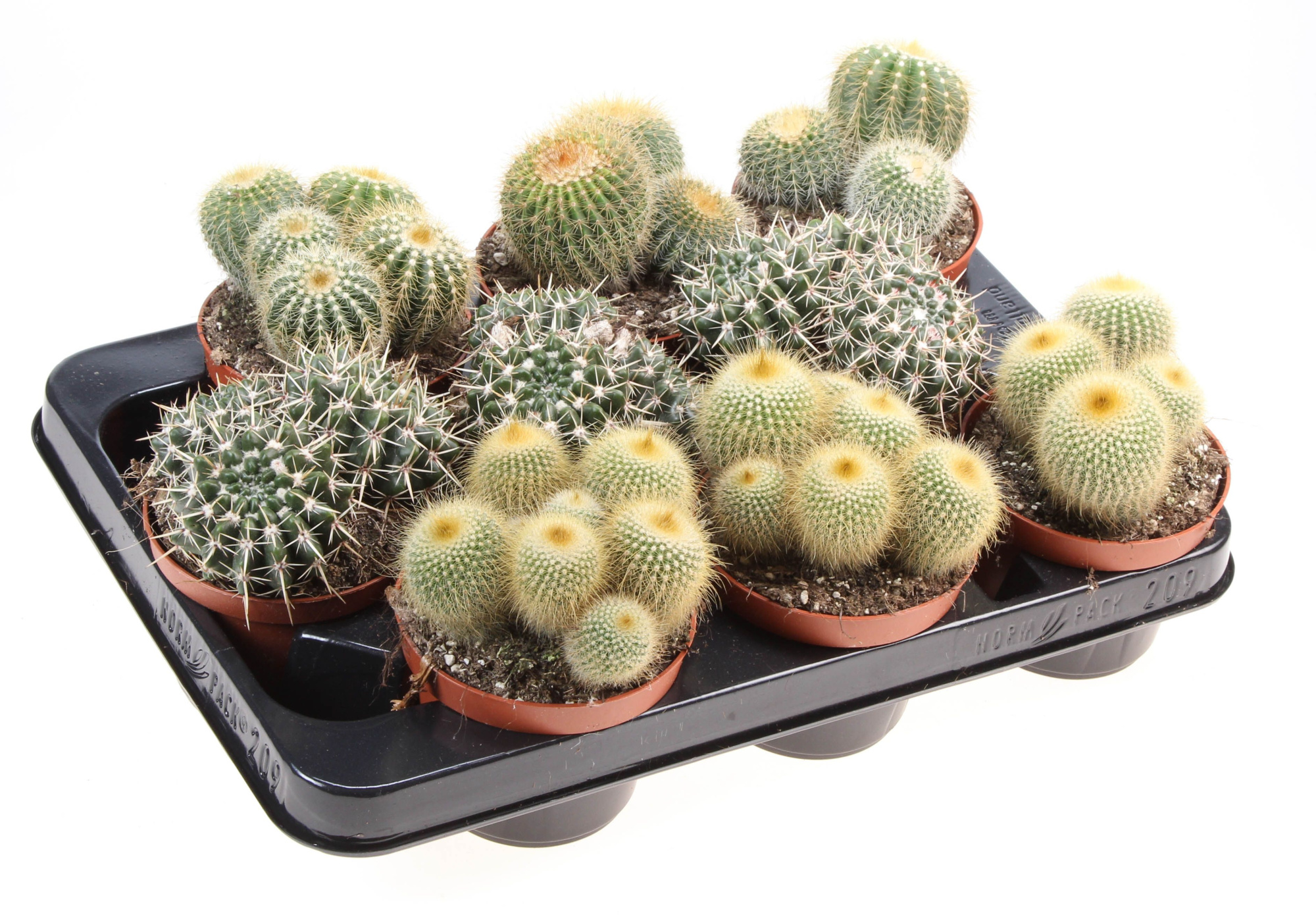 Notocactus mix, D 10,5