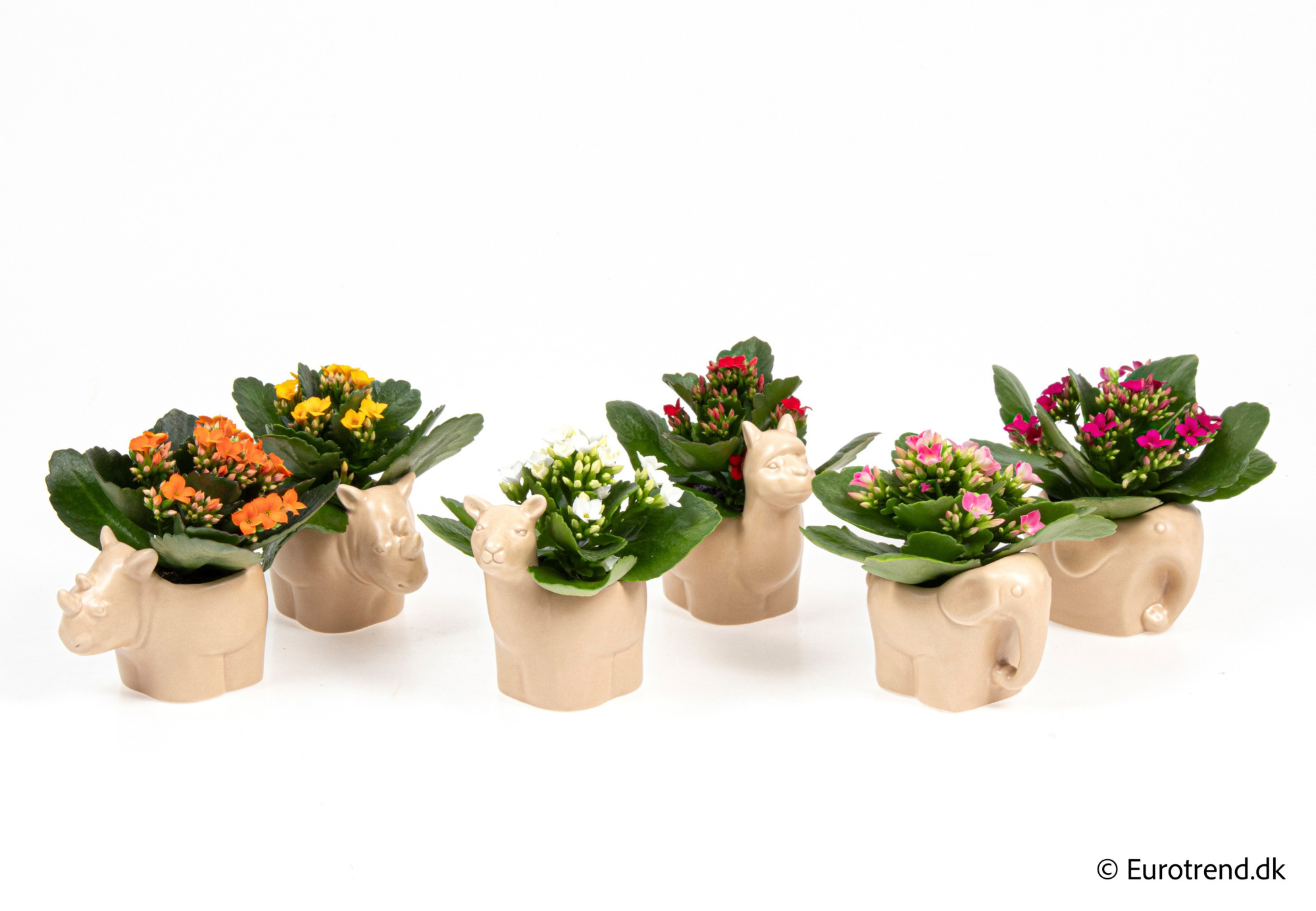 Kalanchoe in New Look ceramic 2026, D 6