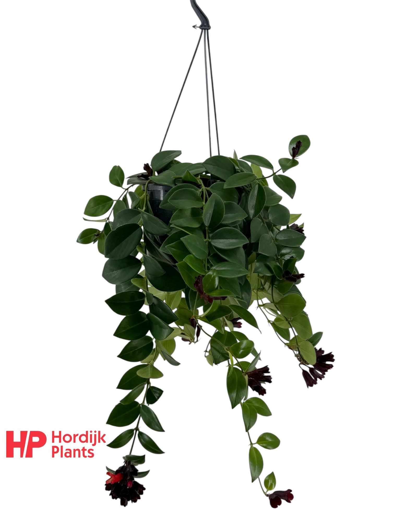 Aeschynanthus 'Mona Lisa'; bloeiend, D 15