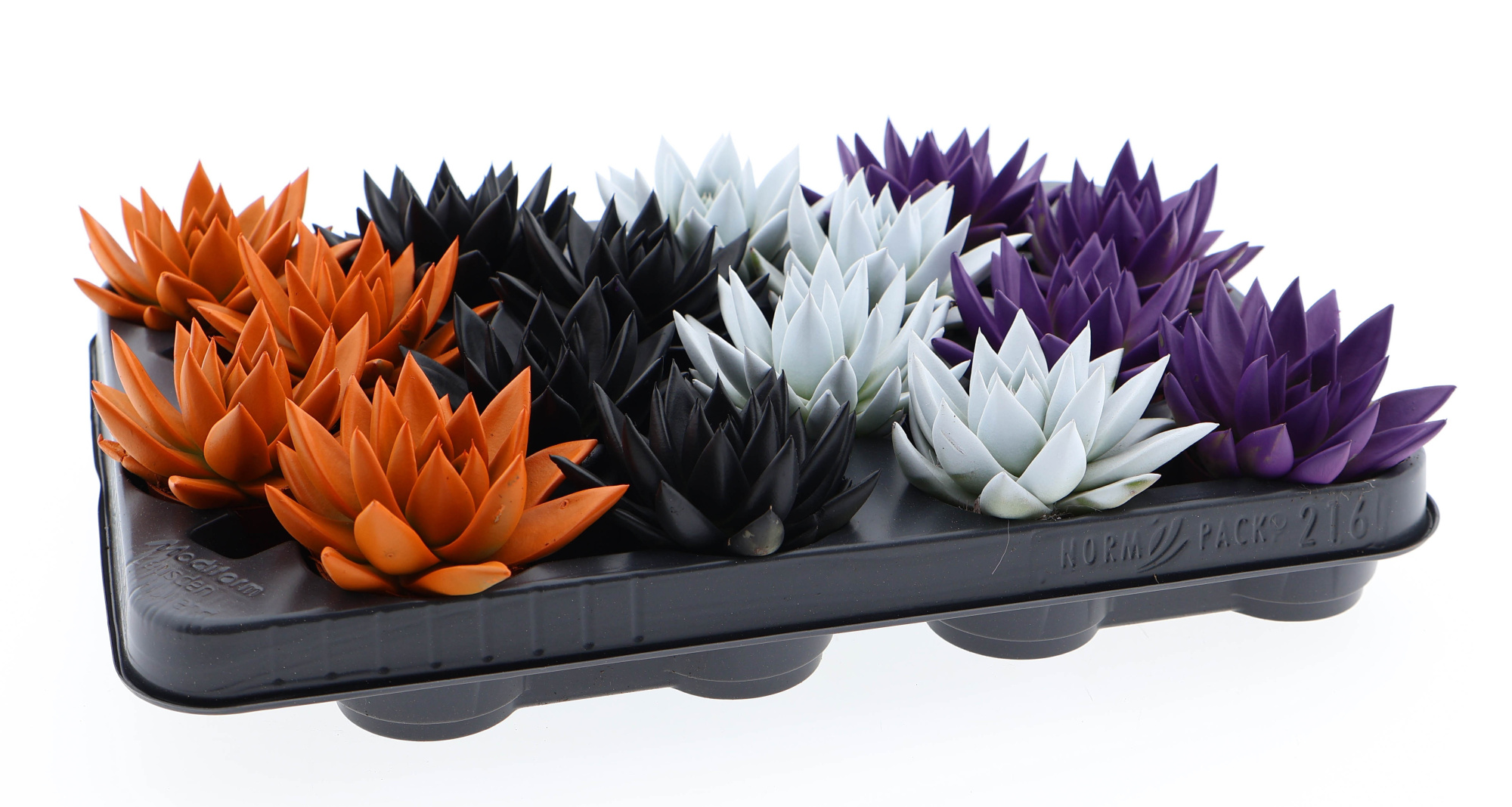 Halloween rainbow mix, D 6