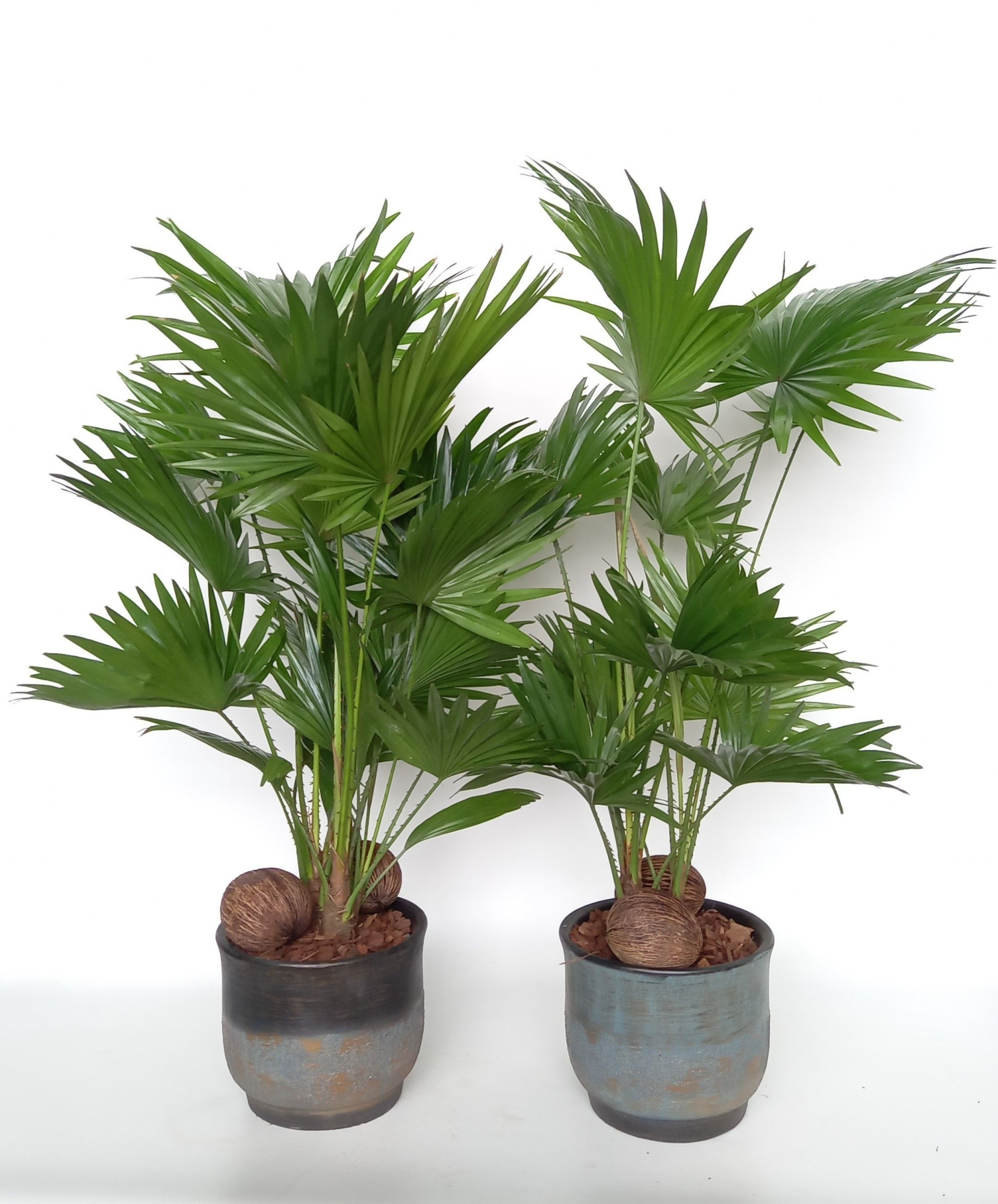 Livistona in Mace pot mix D 20 cm, D 20