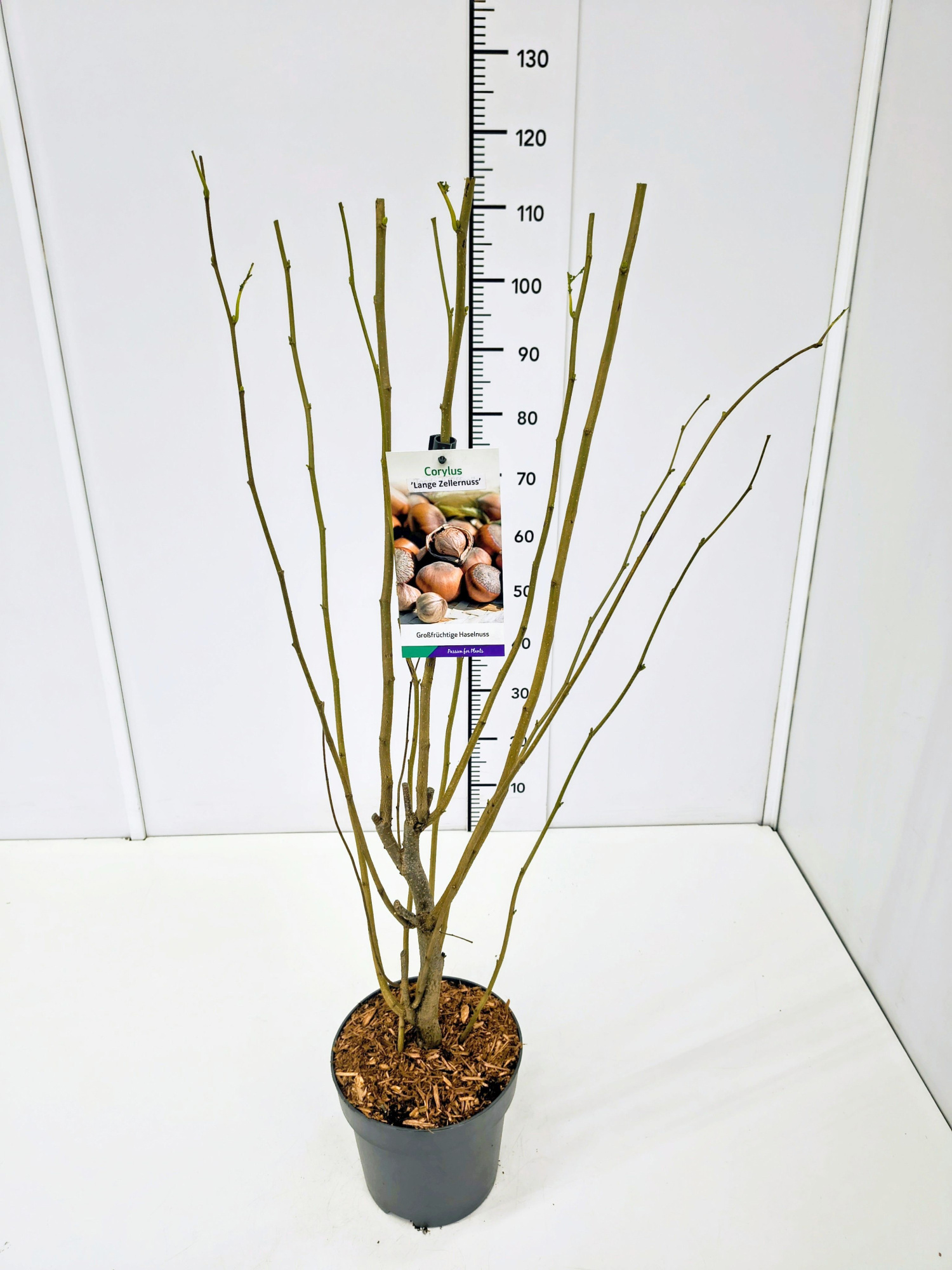 Corylus maxima 'Lange Zellernuss' 80-100C5, D 23