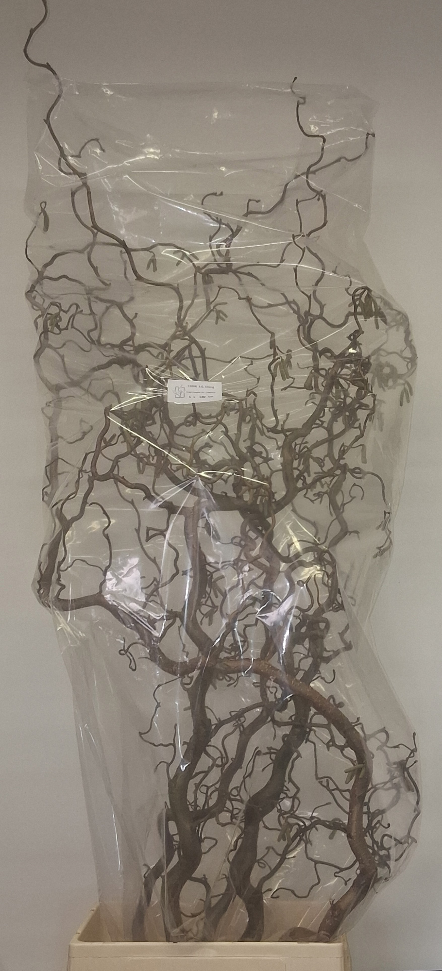 Корилус Конторта 140, шт.