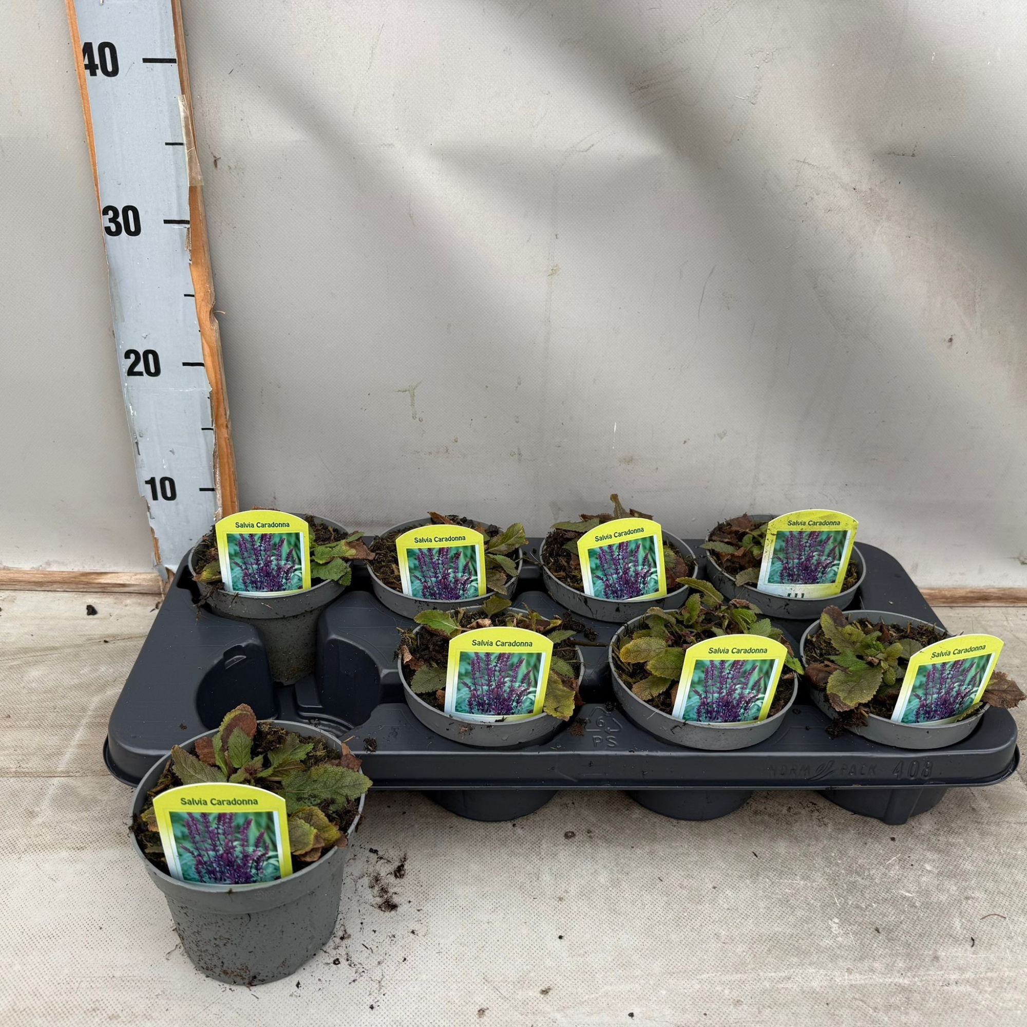 Salvia Caradonna, D 12