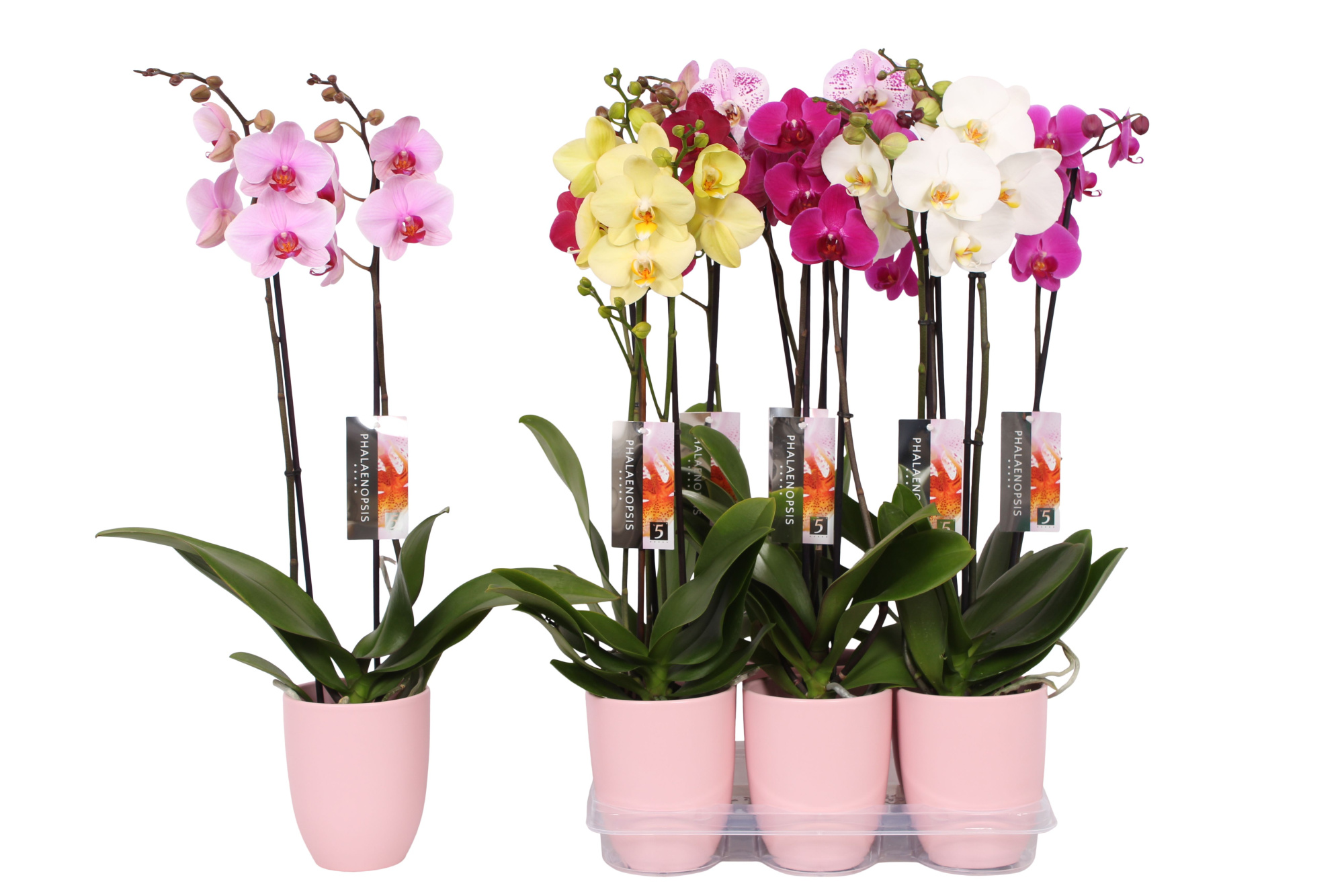 Phalaenopsis mix, 2-spike Pink Ceramics, D 12