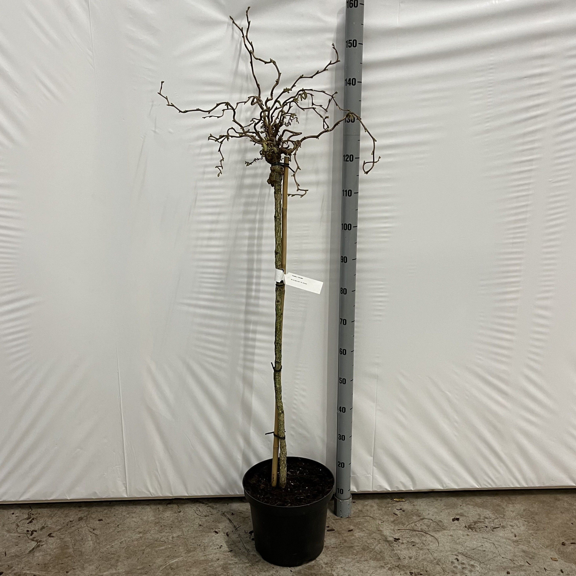 Corylus avellana 'Scooter' -- stam 90 cm, D 29